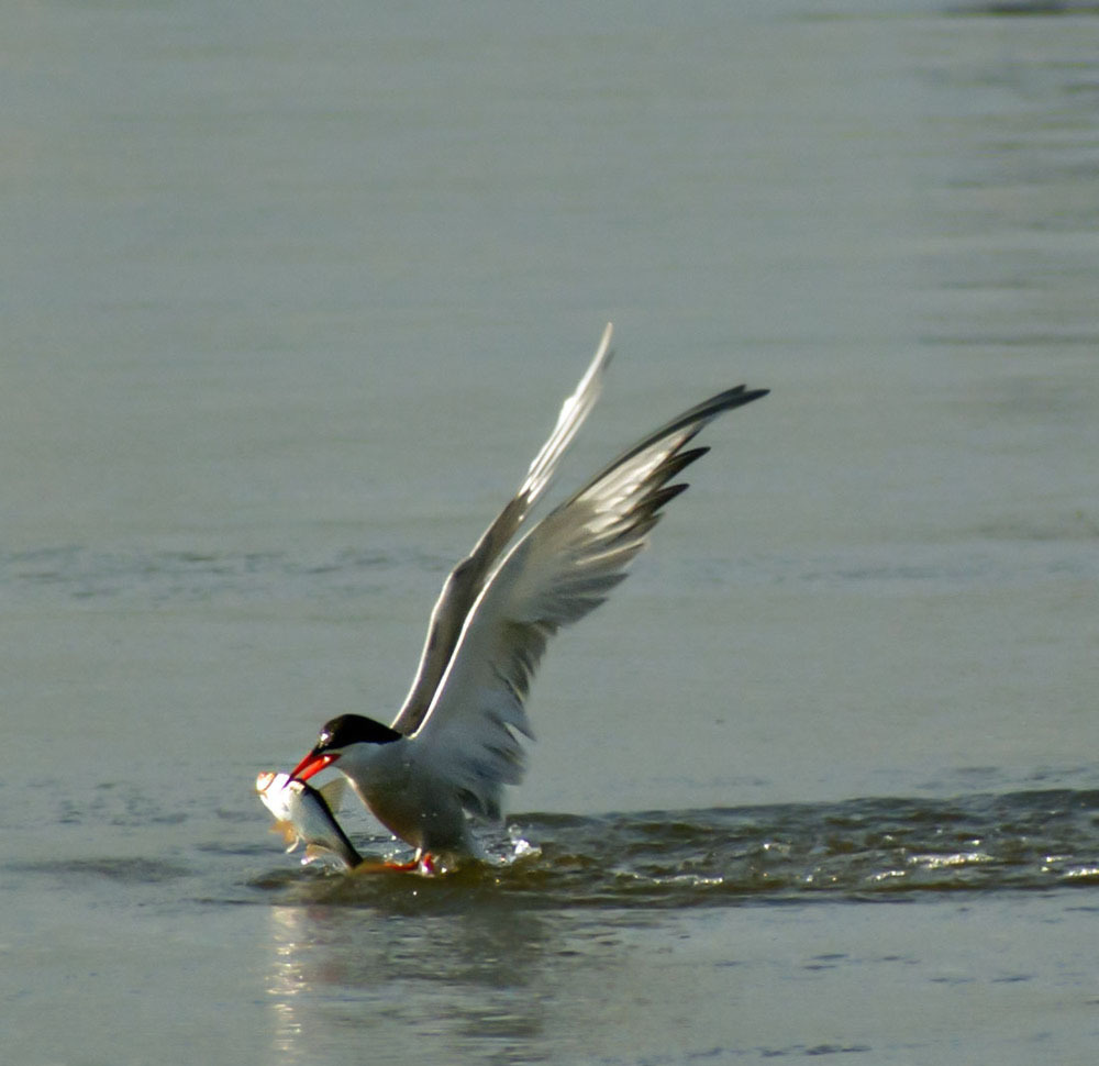 common tern - My, Klyazma, Ornithology, Birds, Nature, Enthusiasm, Hobby, Longpost