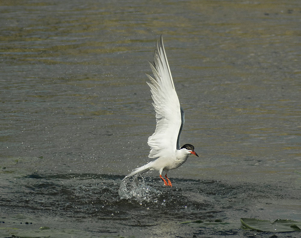 common tern - My, Klyazma, Ornithology, Birds, Nature, Enthusiasm, Hobby, Longpost