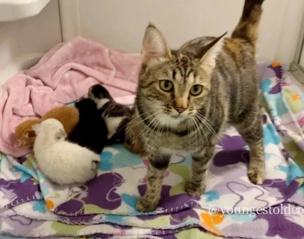 The street cat was very lucky: she was taken from the street and became a happy mother - cat, Kittens, Animal Rescue, Animal defenders, Kindness, Children, Video, Longpost