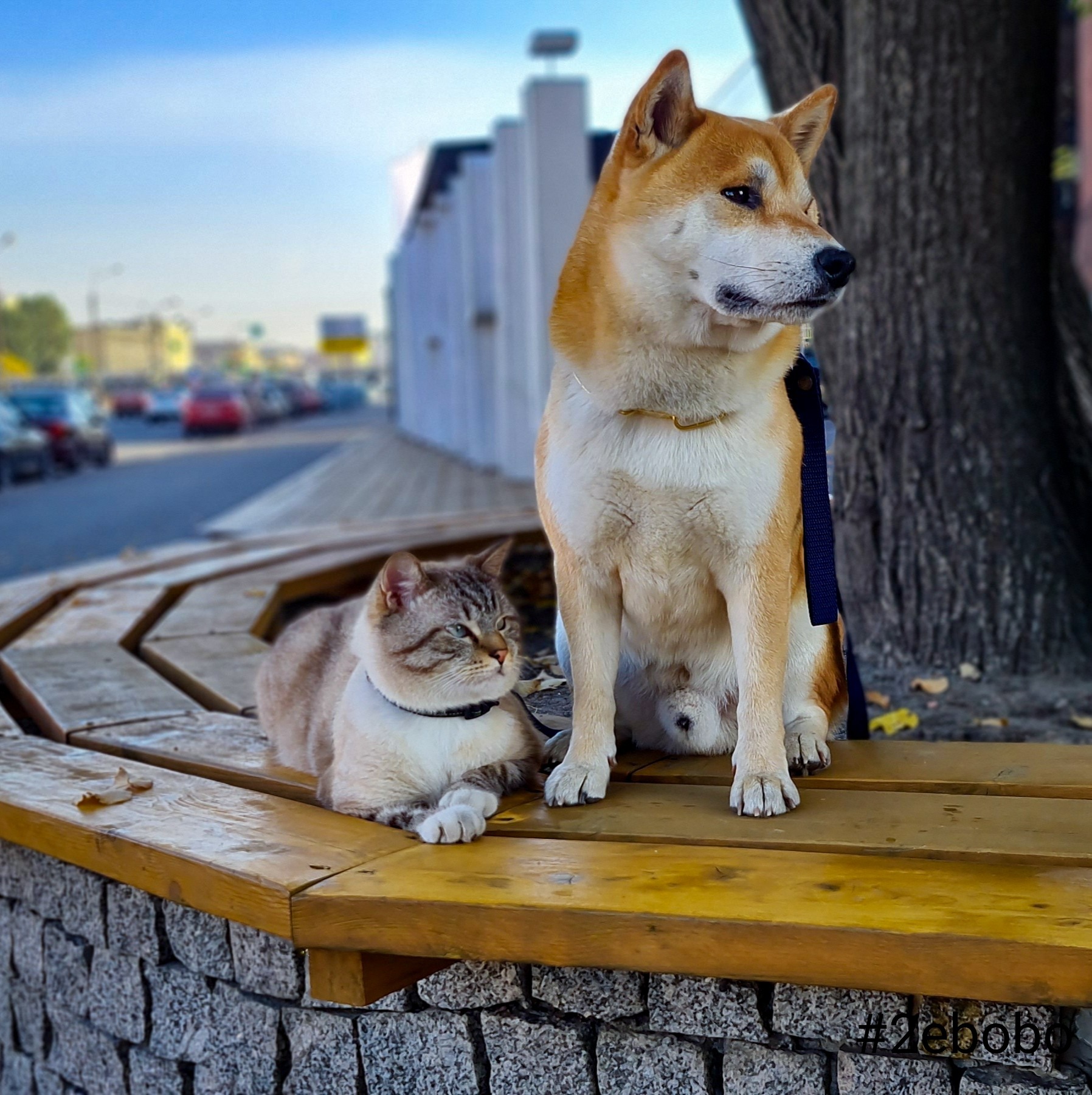 Pair of normal - My, cat, Dog, The photo, Shiba Inu, Longpost, Cats and dogs together