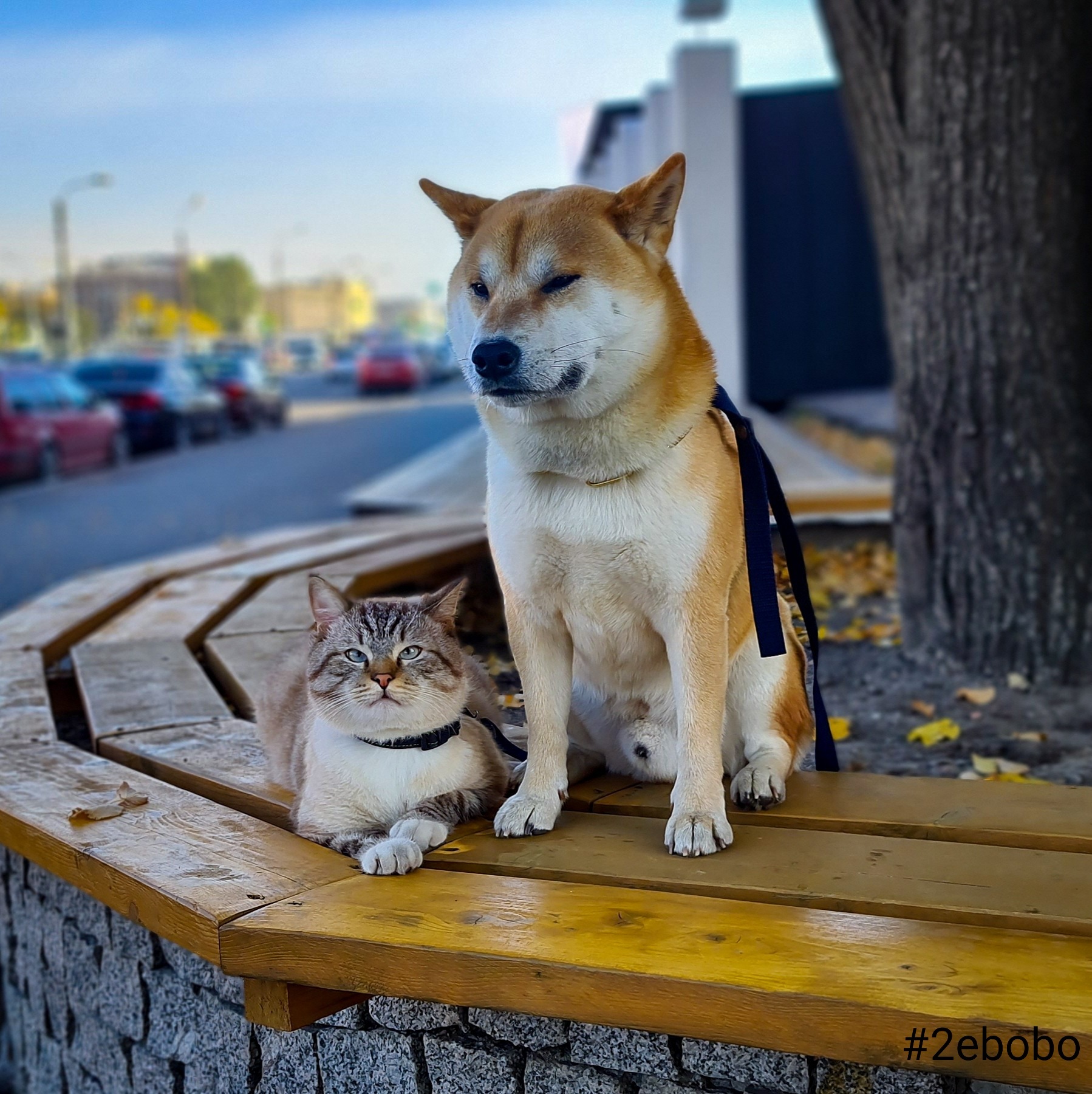 Pair of normal - My, cat, Dog, The photo, Shiba Inu, Longpost, Cats and dogs together