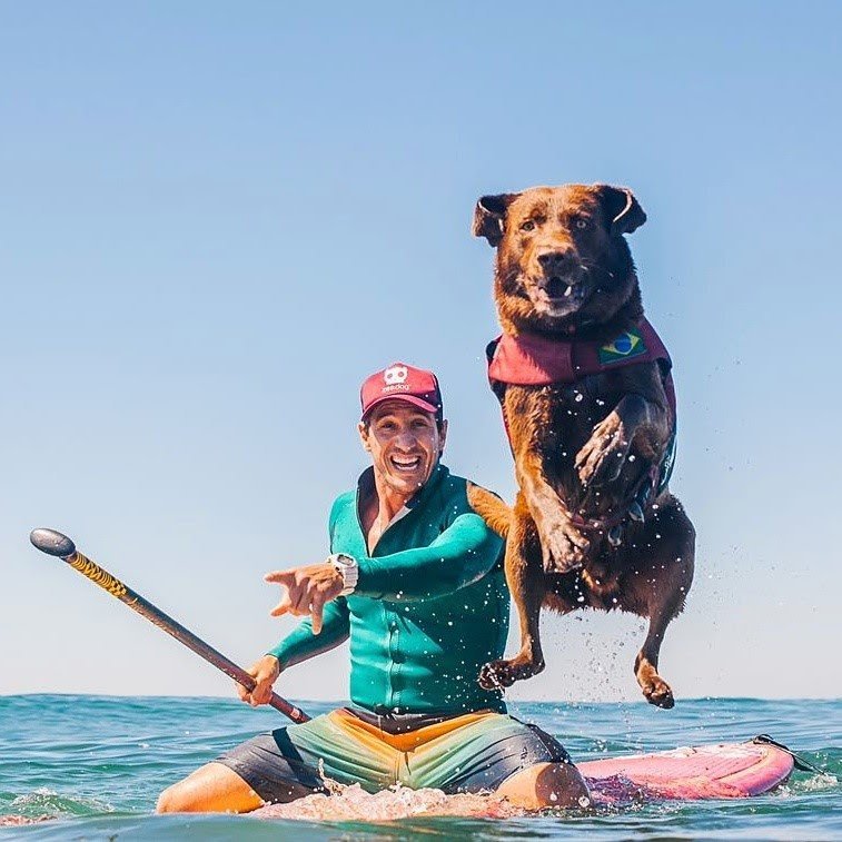 Oh my dog! A dog's life you'll someday deserve - My, Brazil, Surfing, SUPsurfing, Pets, Dog, Rio de Janeiro, South America, Brands, Video, Longpost