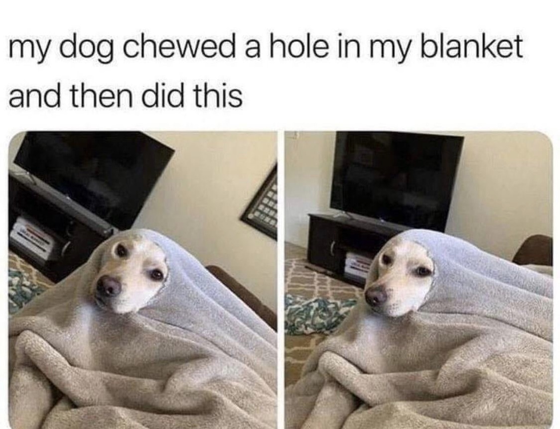 “My dog ??chewed a hole in the bedspread and did this.” - Reddit, Dog, Fashion, Translation