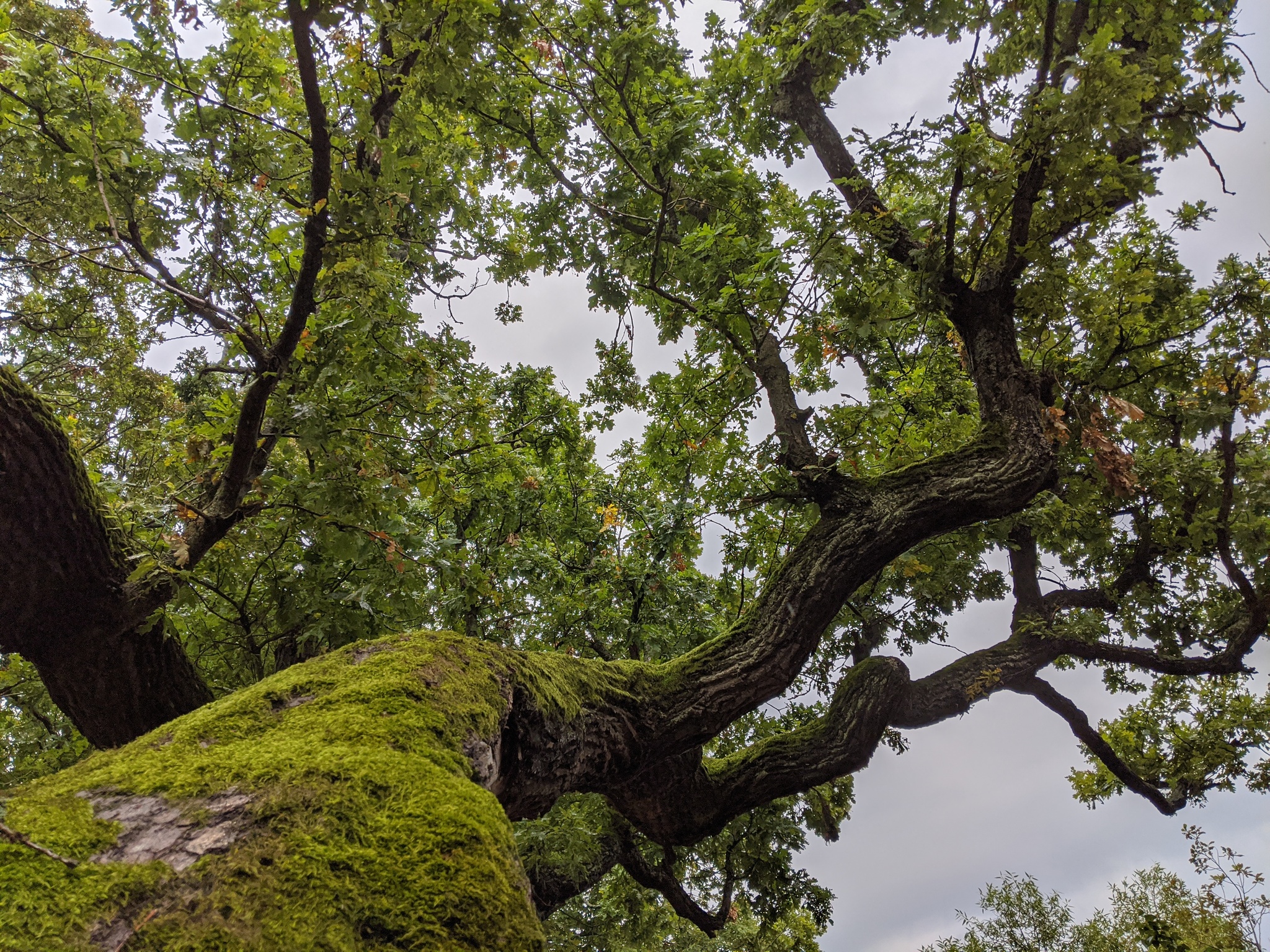 Sestroretsk - My, Green trees, Sestroretsk, Mobile photography, Nature, Longpost