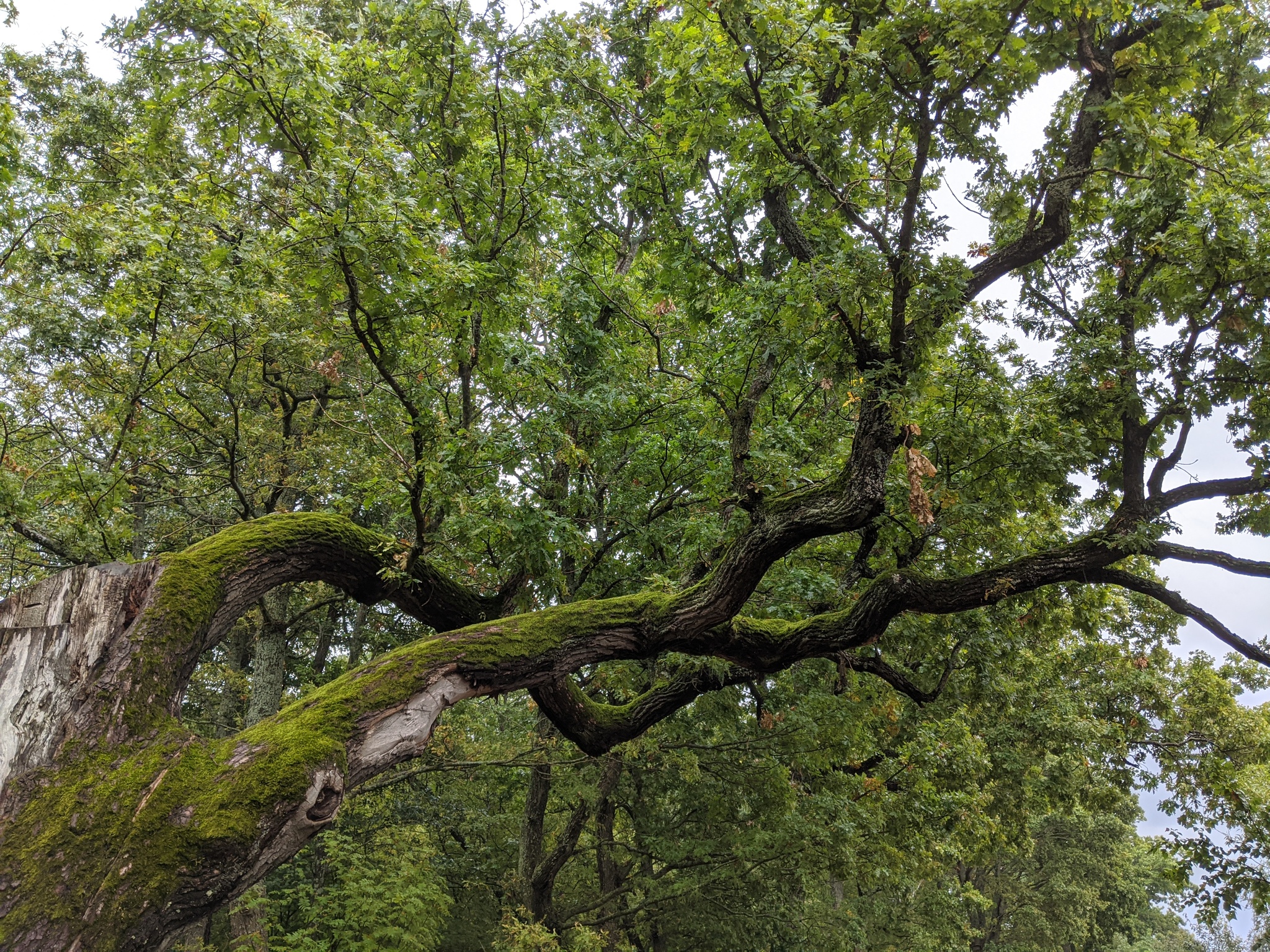 Sestroretsk - My, Green trees, Sestroretsk, Mobile photography, Nature, Longpost