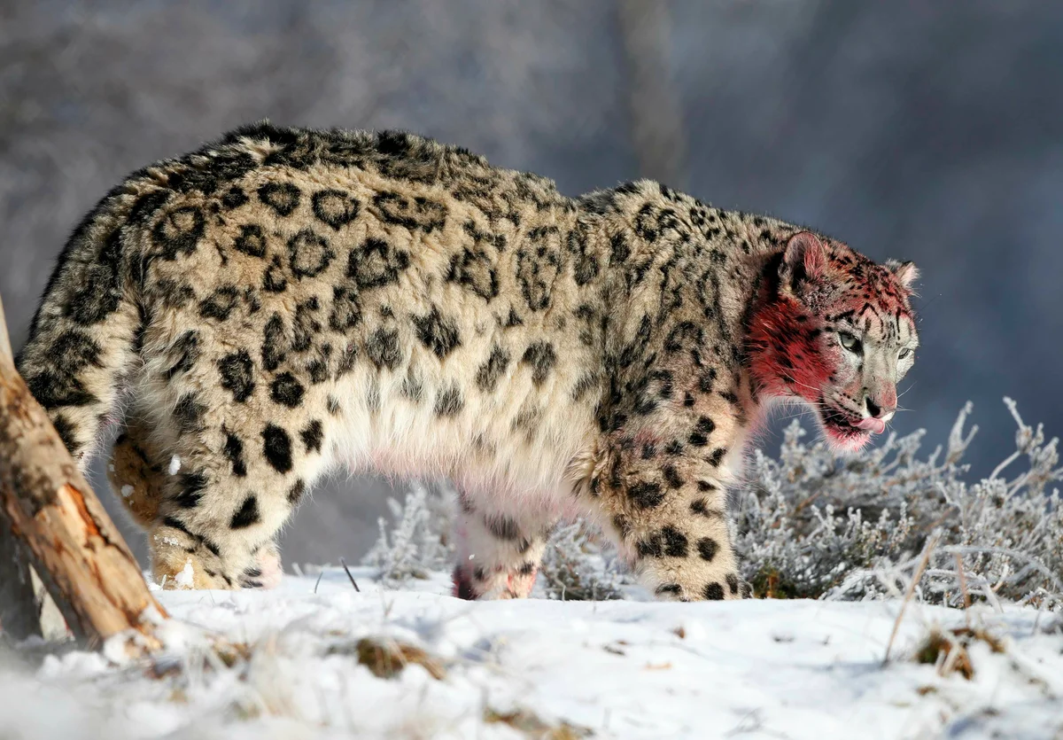 Snow Leopard: Hairy pussies are back in fashion! - wildlife, Yandex Zen, Milota, Longpost, Snow Leopard, Big cats, Cat family, Predatory animals, Wild animals, The photo