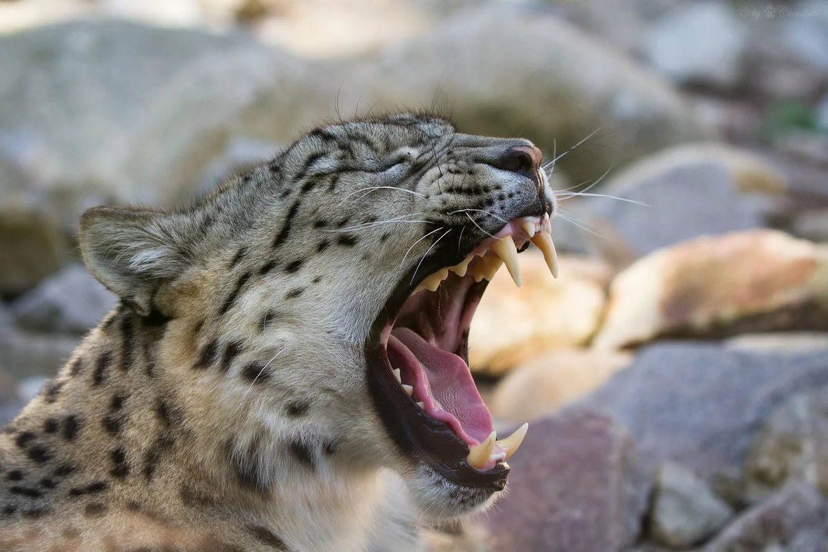 Snow Leopard: Hairy pussies are back in fashion! - wildlife, Yandex Zen, Milota, Longpost, Snow Leopard, Big cats, Cat family, Predatory animals, Wild animals, The photo