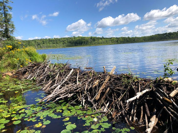 Так выглядит бобровая плотина - Бобры, Плотина, Водоем, Вода, Животные