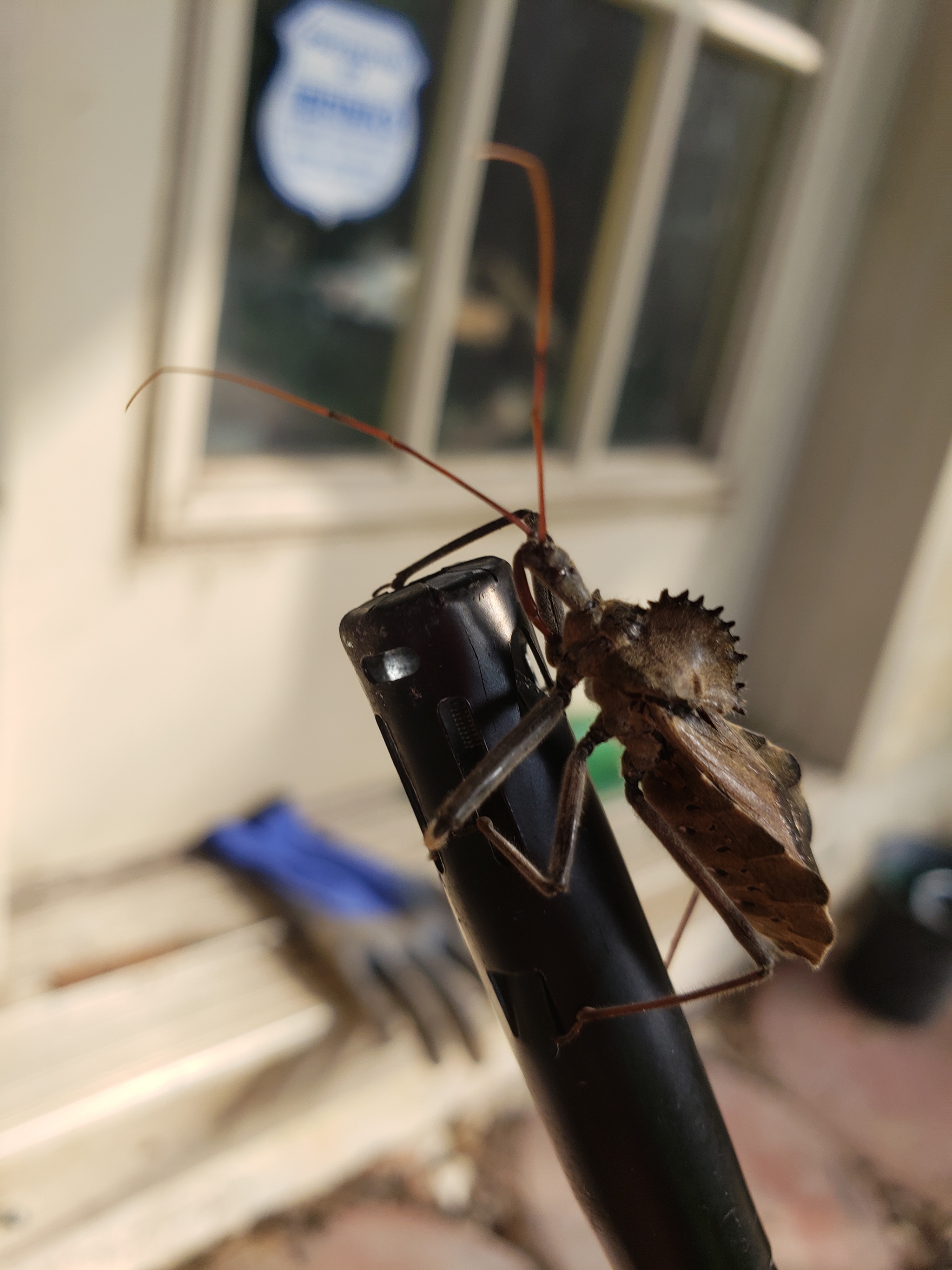 Help identify the animal - My, Nature, Longpost, Curiosity, Insects