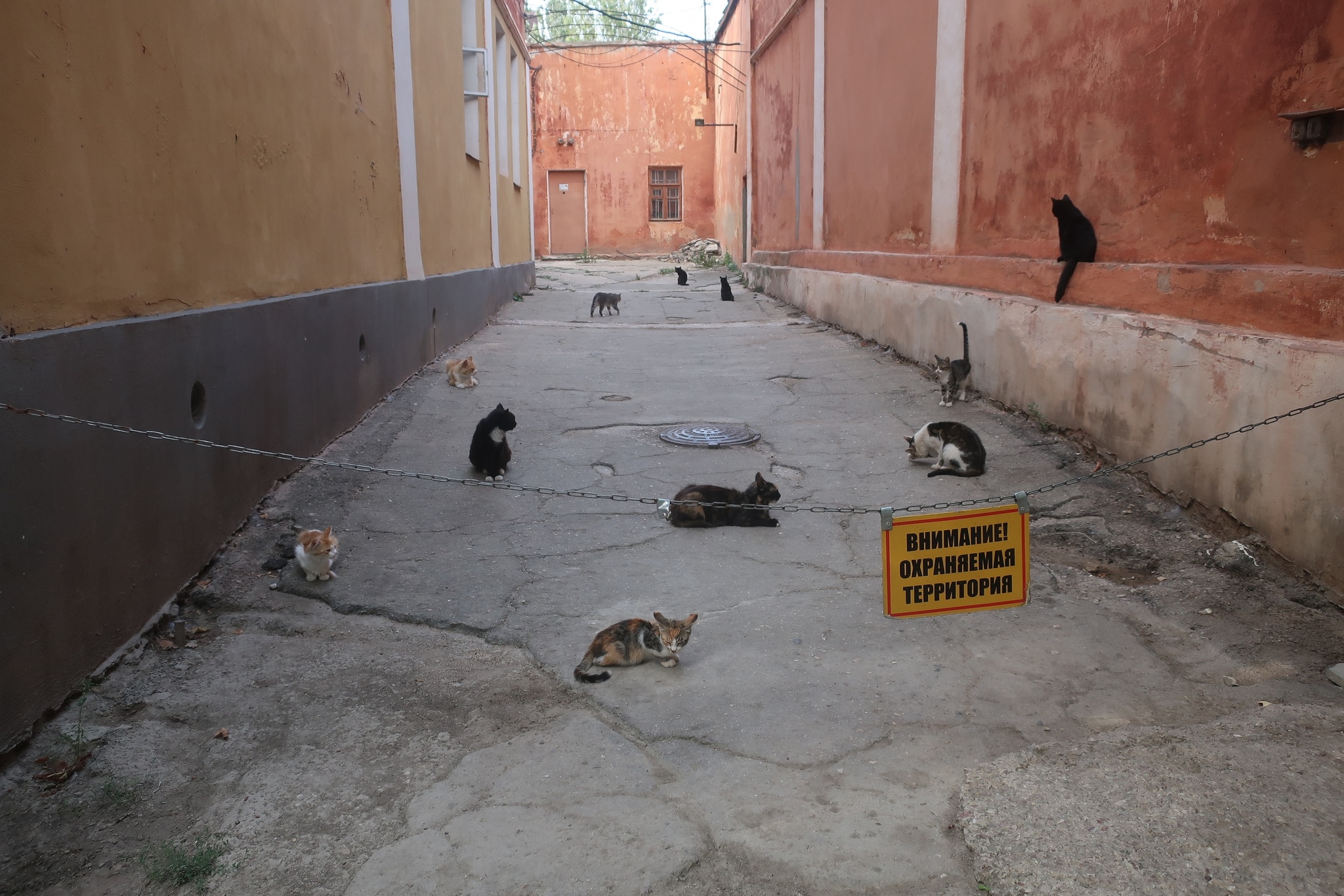 Territory protected by predators! - My, The photo, cat, Humor, Protected area