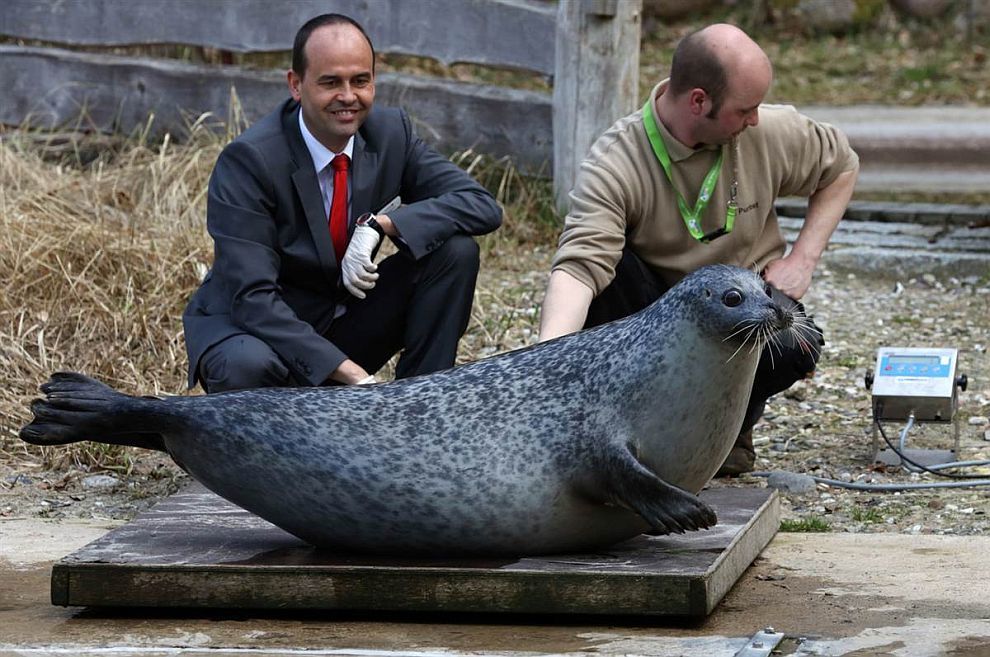 Weighing animals is a very responsible task. - Animals, Weighing, Milota, Longpost, cat, hippopotamus, Bald eagle, Seal, Bat, Red panda, Koala