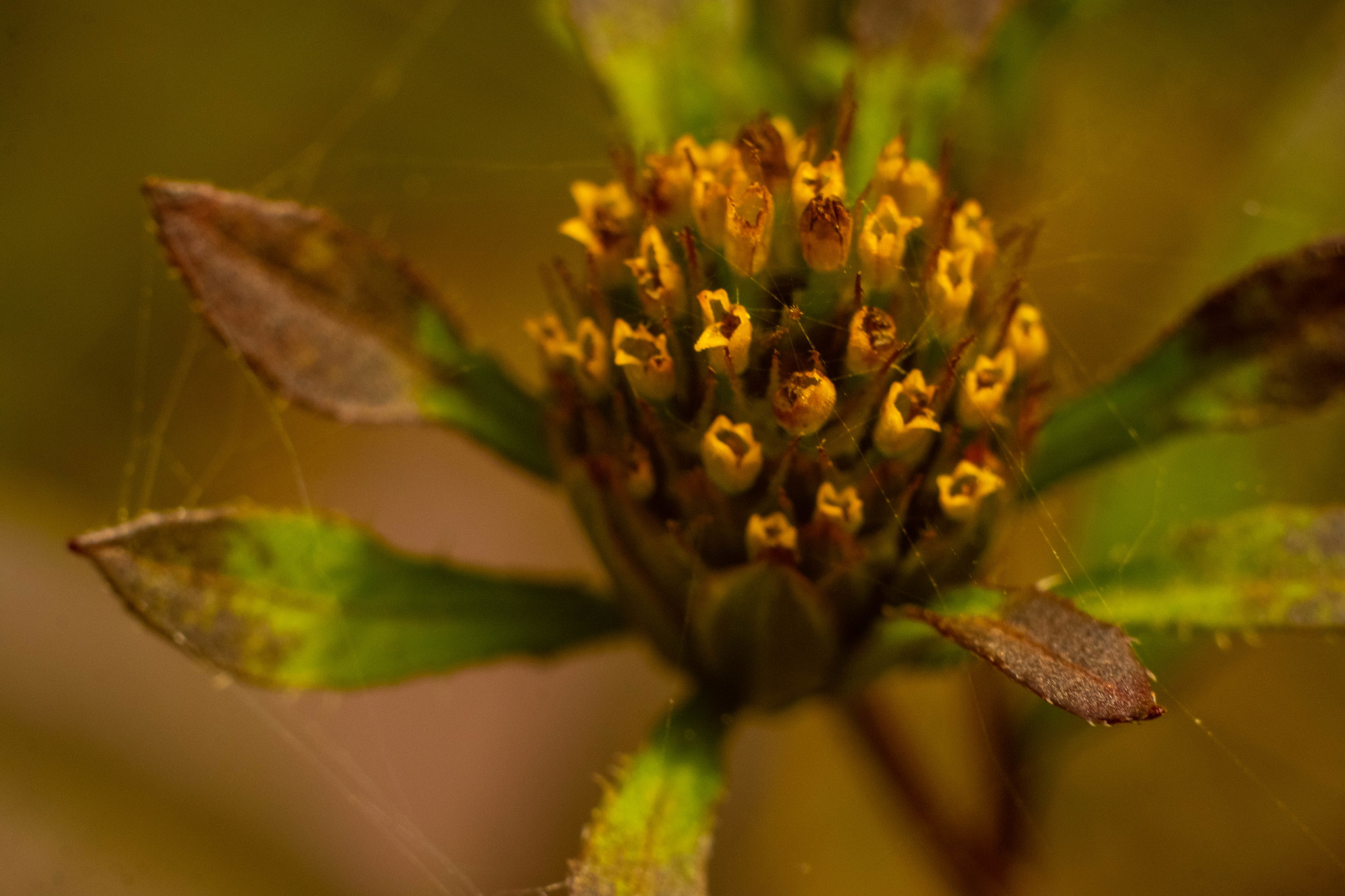 Photo hunting in Izmailovo Park - My, The photo, Macro photography, Longpost