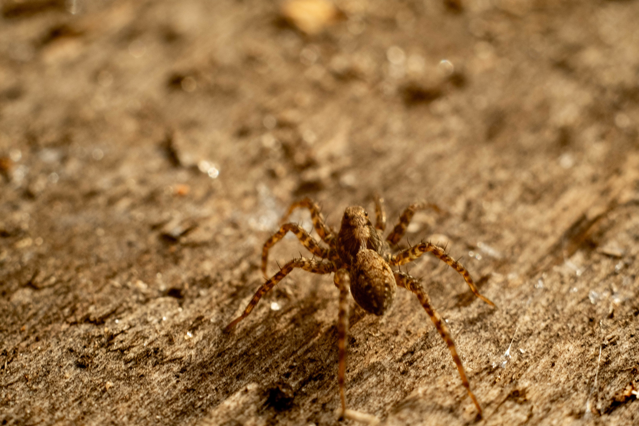 Photo hunting in Izmailovo Park - My, The photo, Macro photography, Longpost