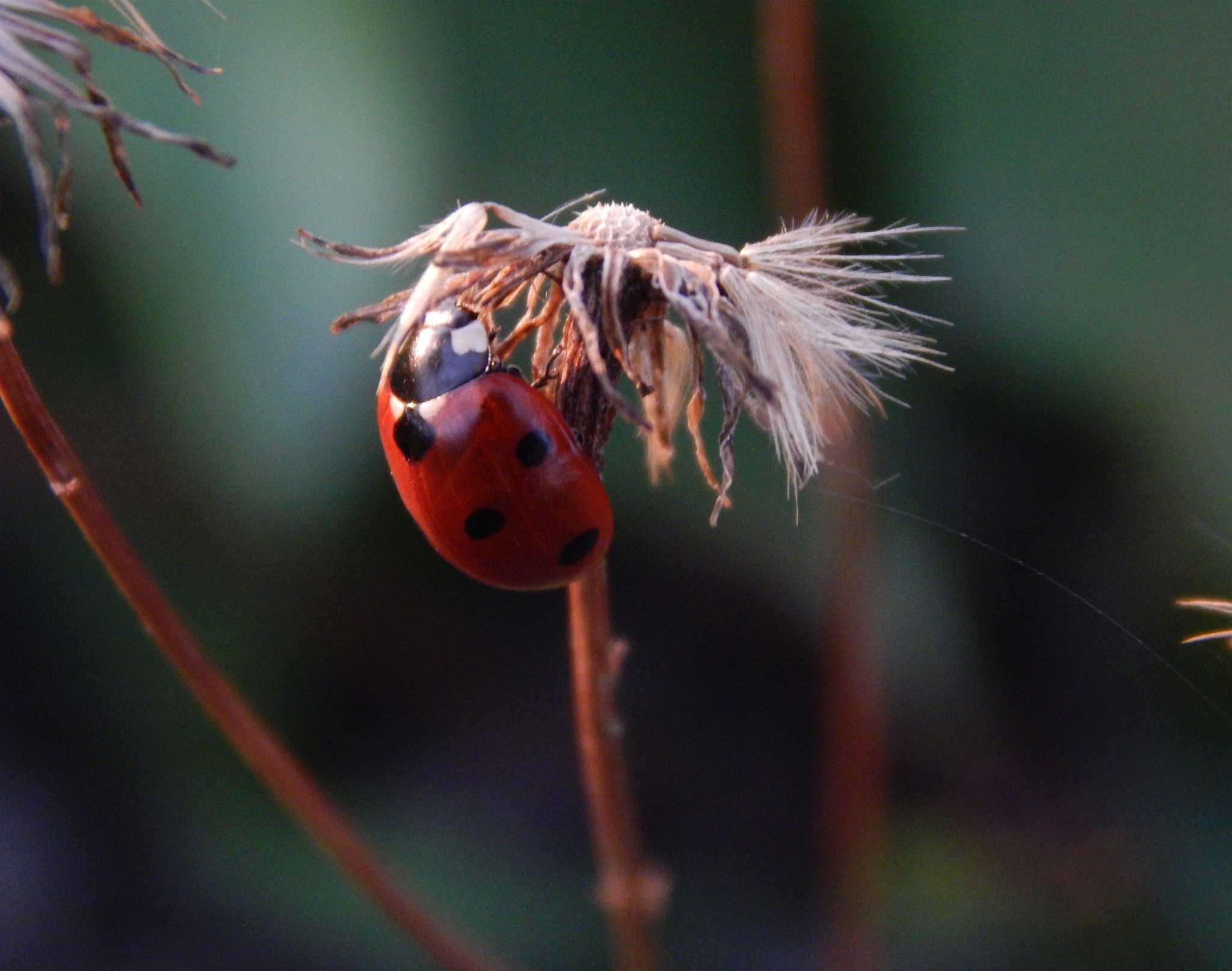 Cow - My, The photo, ladybug, Nikon, Coolpix, Insects