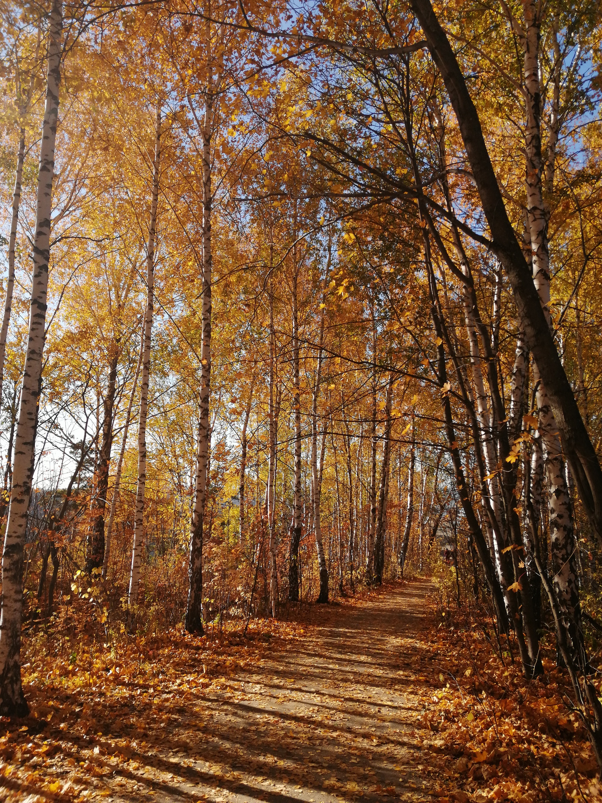 Walking around the Zhigulevsky Nature Reserve - My, Zhiguli, Mobile photography, The photo, Reserves and sanctuaries, Longpost, Autumn leaves