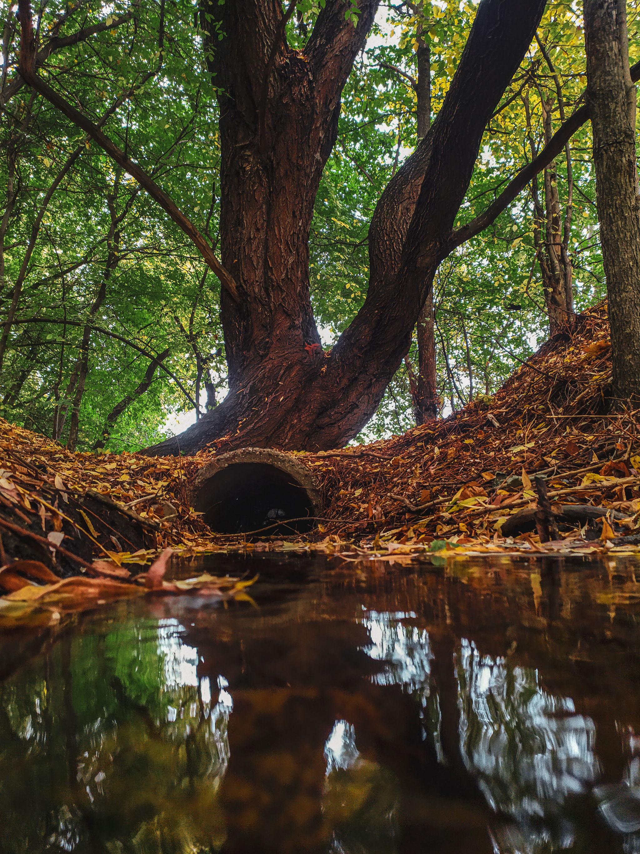 Kolomenskoye Park - Nature, Mobile photography, Moscow, Autumn, Longpost, Kolomenskoe