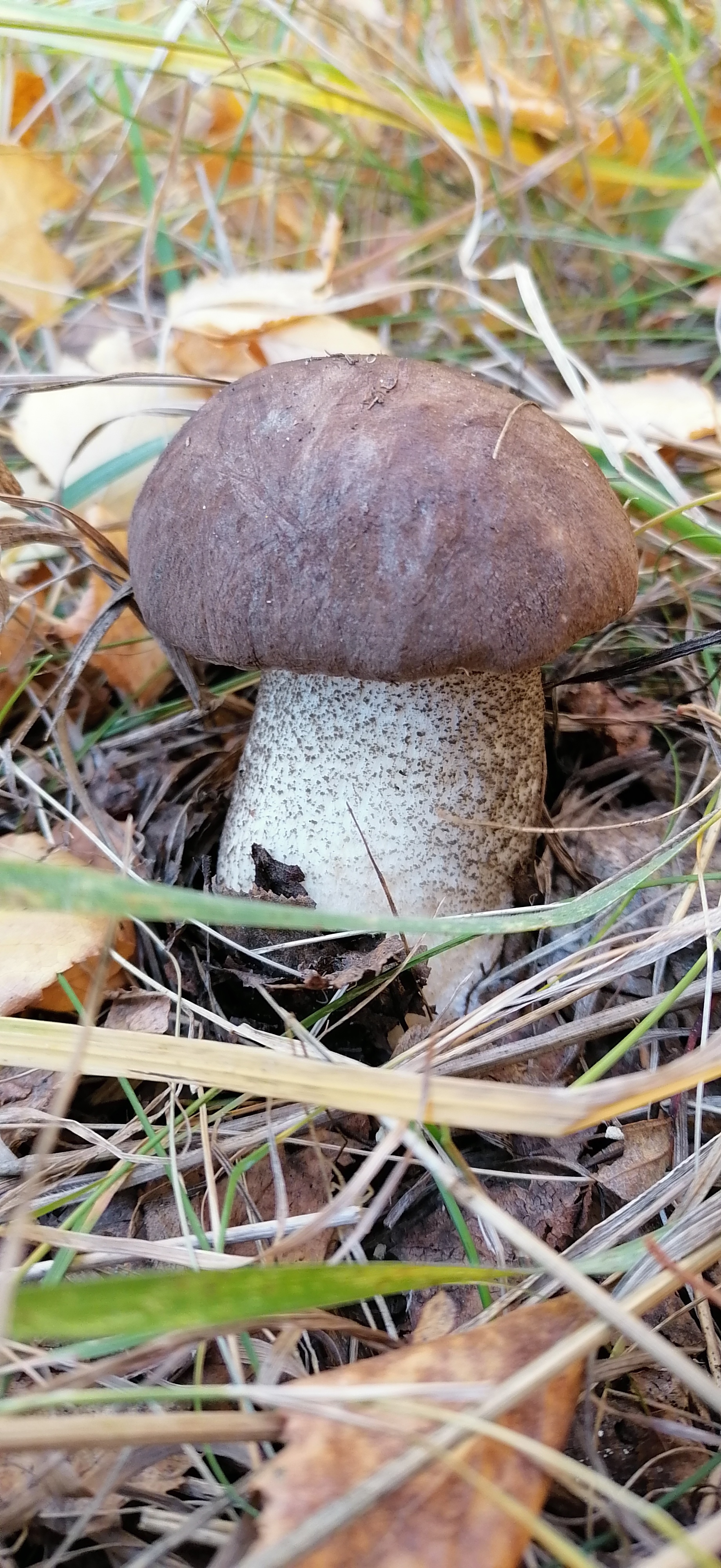 Autumn - time for fun - My, Mushrooms, Boletus, Autumn, Mushroom season, mushroom places, Mushroom pickers, Nso, Barabinsk, Nature, Longpost