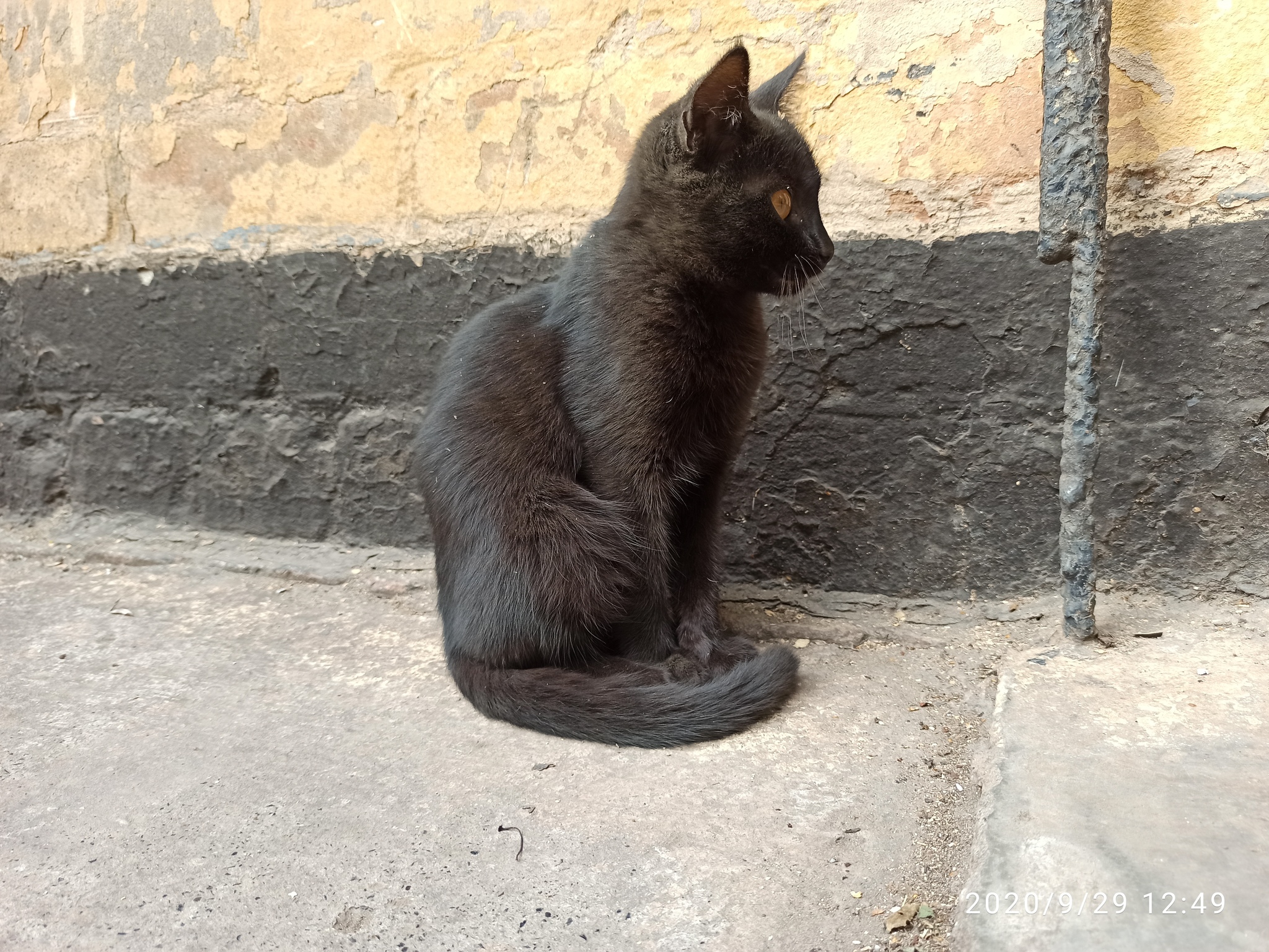 Black Kote - cat, Kittens, Milota, Longpost, Black cat