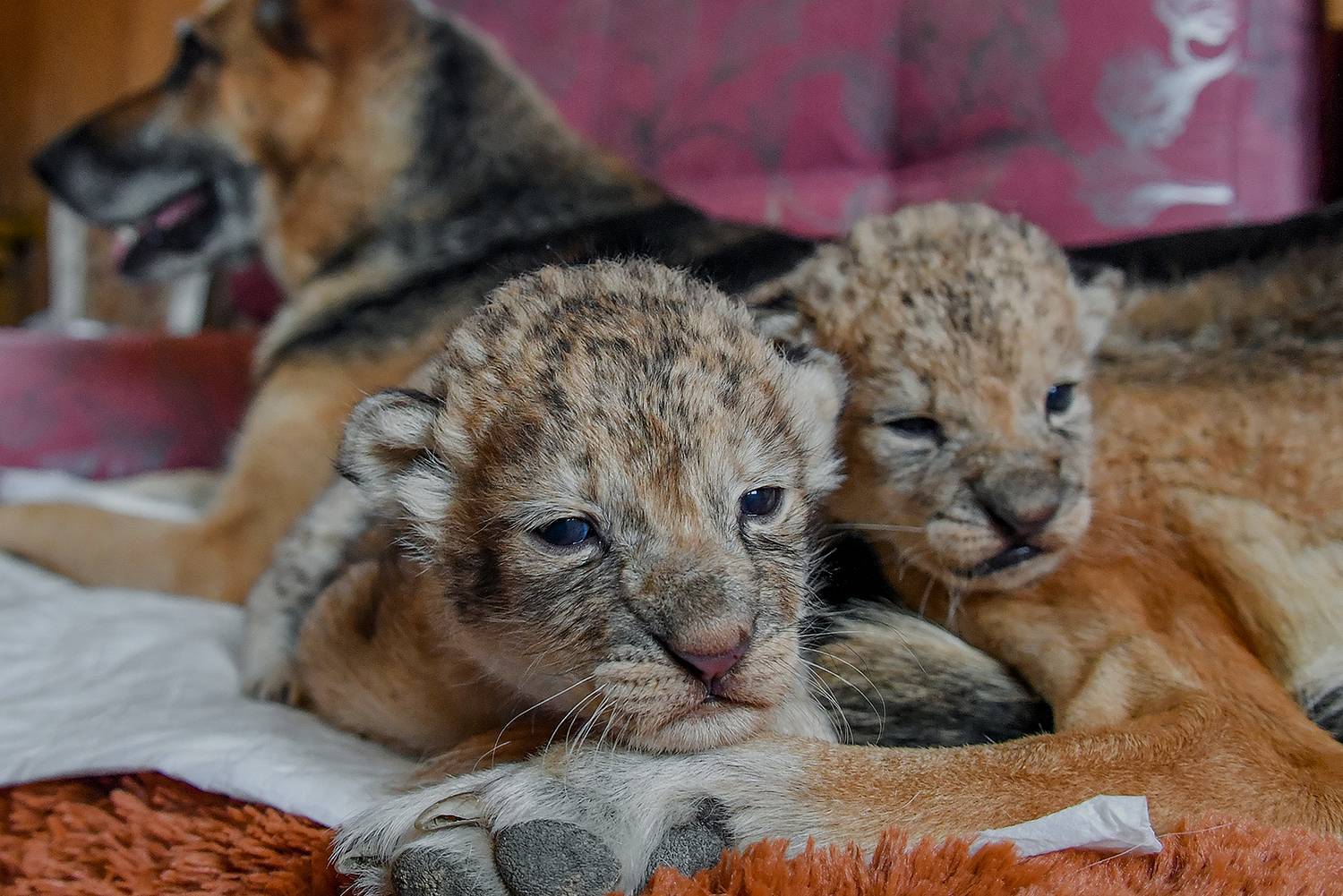 A German shepherd from Primorye feeds lion cubs as if they were her own puppies - My, Animals, Wild animals, a lion, Дальний Восток, Lion cubs, Young, Longpost