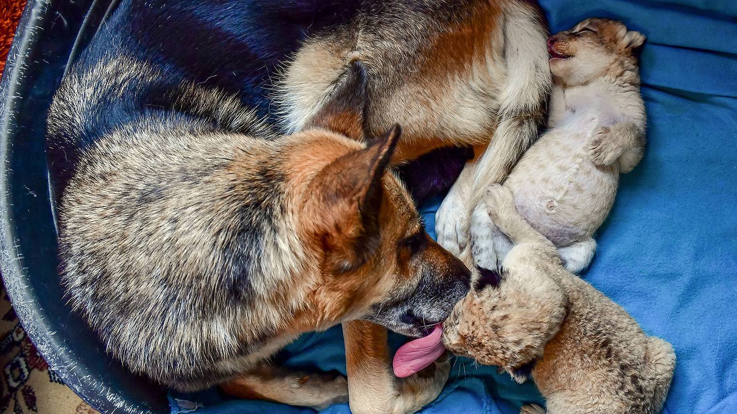 A German shepherd from Primorye feeds lion cubs as if they were her own puppies - My, Animals, Wild animals, a lion, Дальний Восток, Lion cubs, Young, Longpost