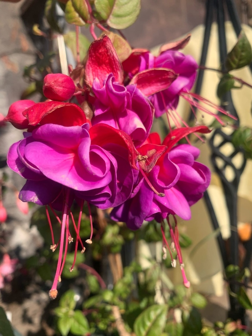 Fuchsia in October - Fuchsia, Flowers, Garden, Gardening, Floriculture, Longpost