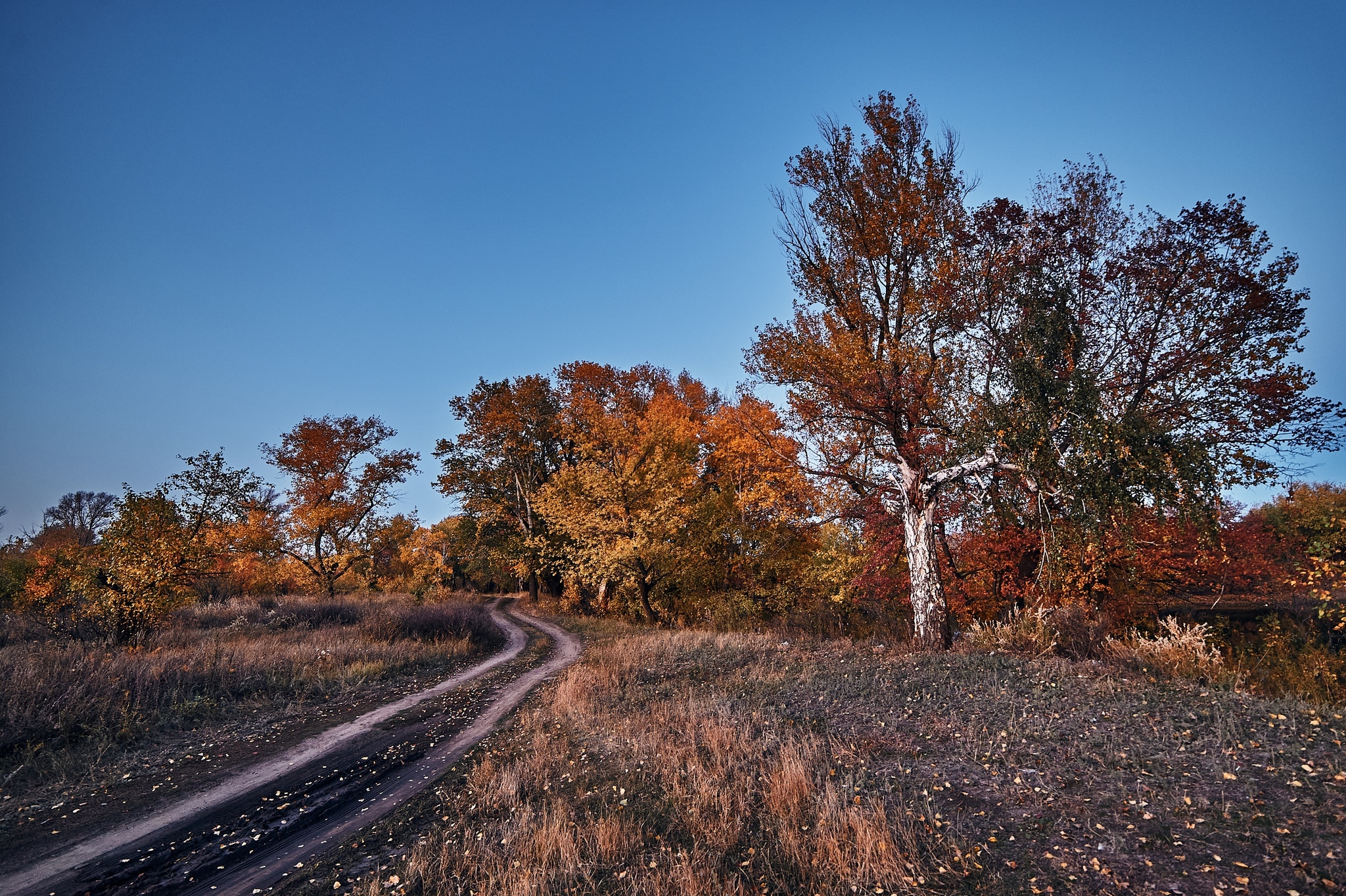 Autumn sketches - My, Kazakhstan, Uralsk, Nikon, Landscape, The photo, Longpost