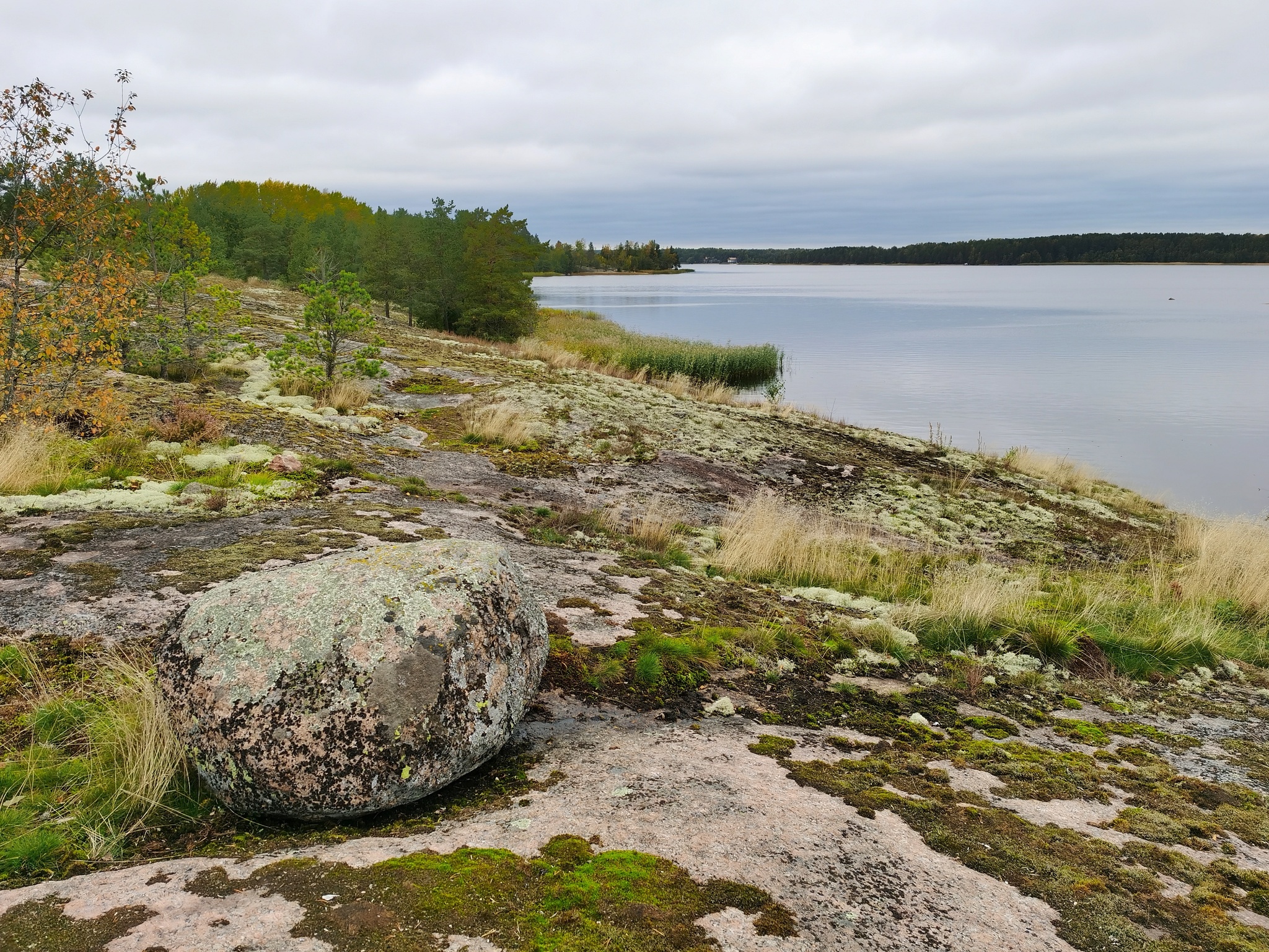 Gustoy Island. The Gulf of Finland - My, Mobile photography, Leningrad region, The Gulf of Finland, Island, Autumn, Landscape, Russia, Longpost, Nature