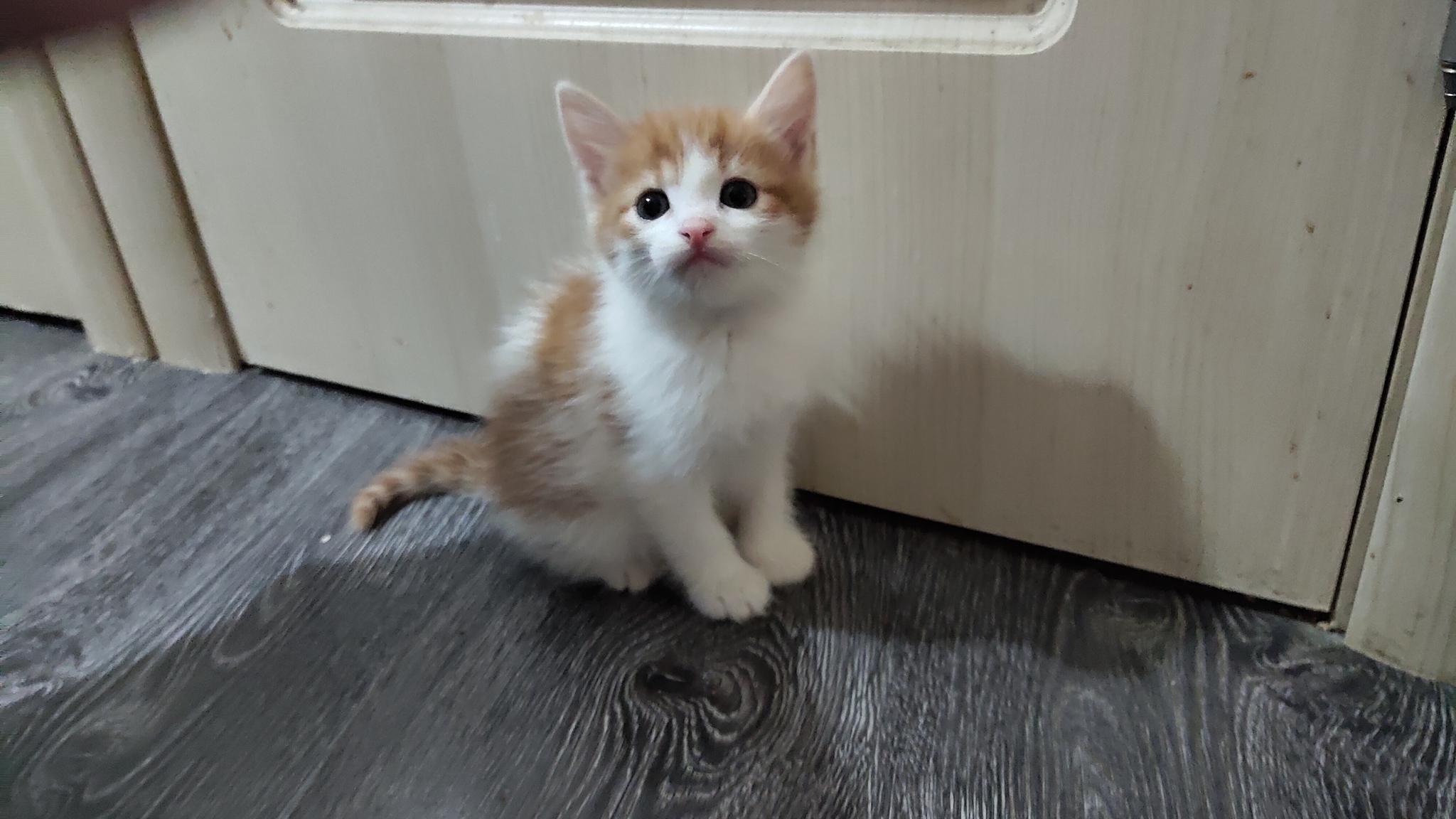 Moscow and region. I'll give away the kittens - My, cat, Kittens, In good hands, Moscow, Moscow region, Odintsovo, Golitsyno, Longpost, No rating, Help, I will give, Pets