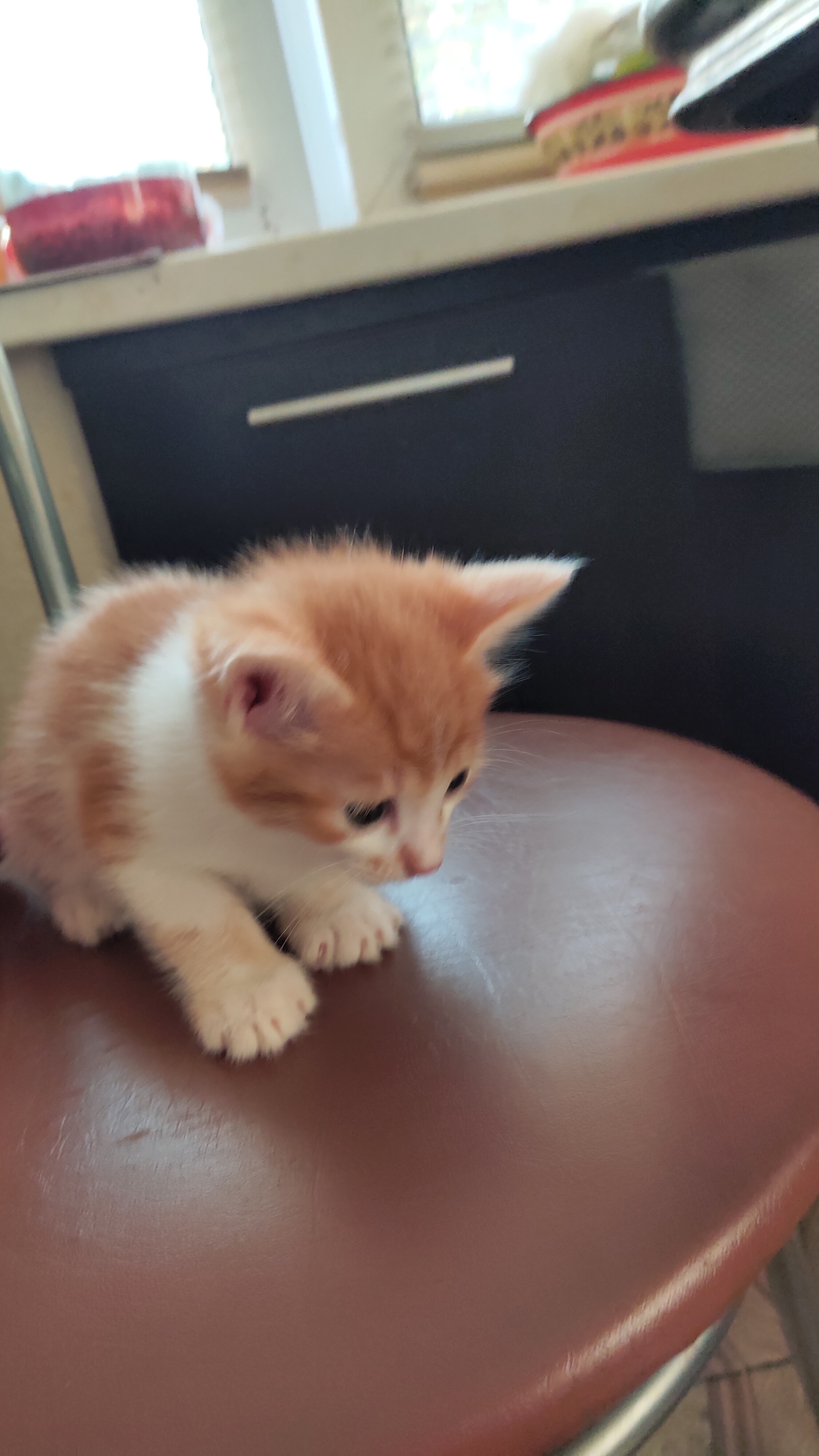 Moscow and region. I'll give away the kittens - My, cat, Kittens, In good hands, Moscow, Moscow region, Odintsovo, Golitsyno, Longpost, No rating, Help, I will give, Pets