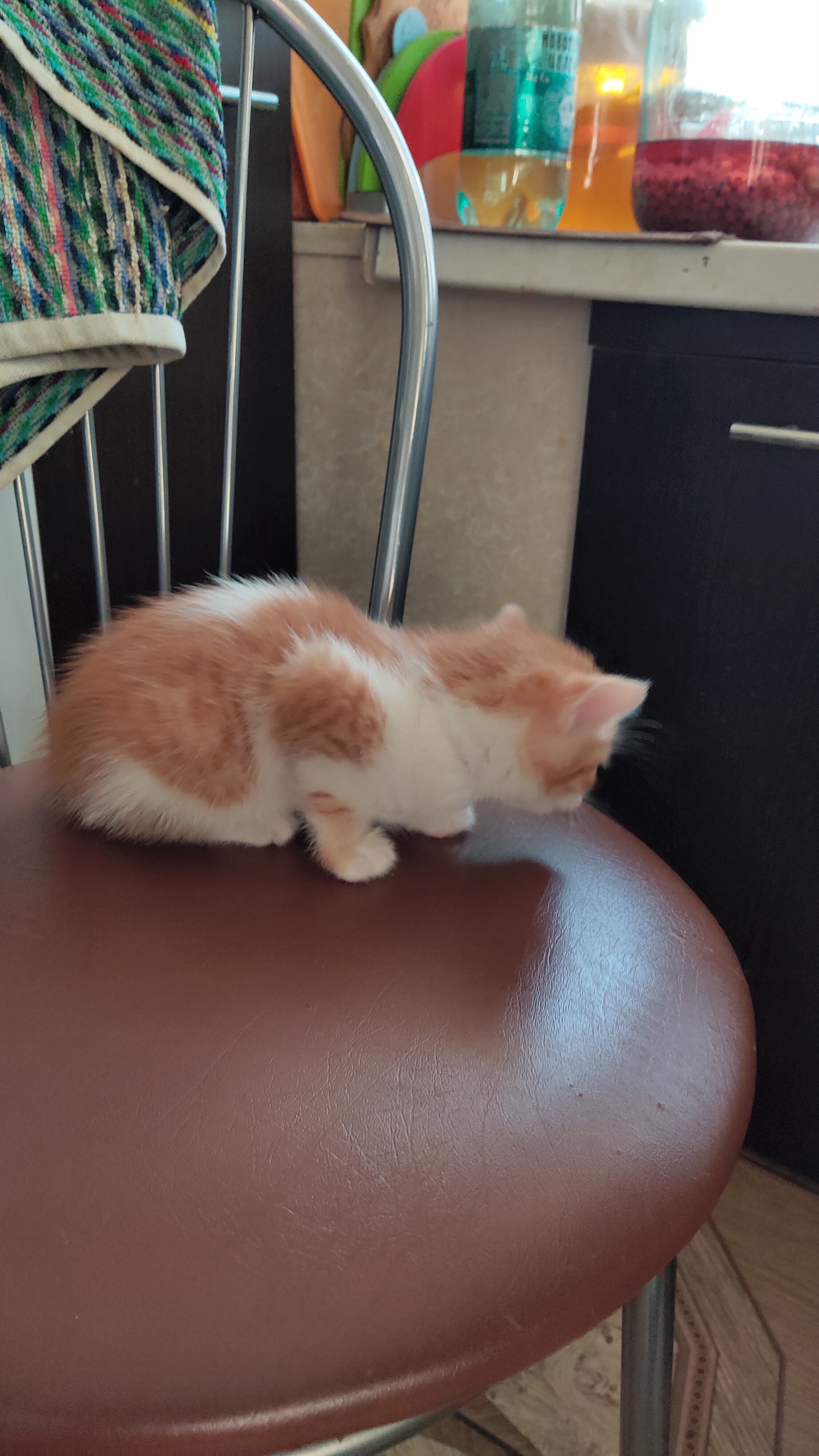 Moscow and region. I'll give away the kittens - My, cat, Kittens, In good hands, Moscow, Moscow region, Odintsovo, Golitsyno, Longpost, No rating, Help, I will give, Pets