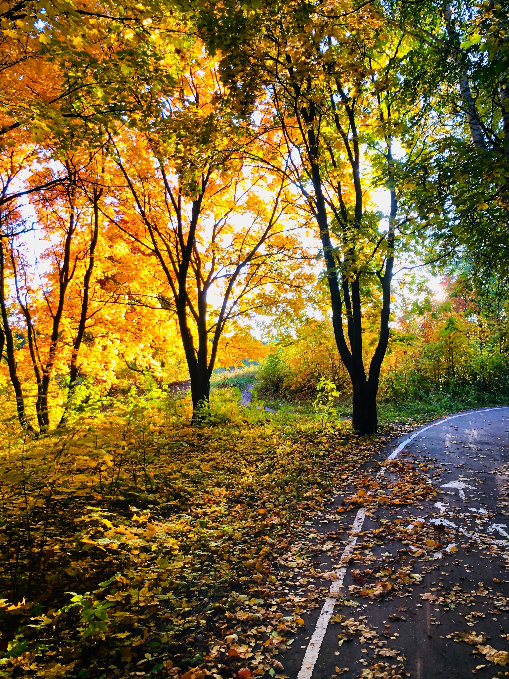 Autumn. While jogging) - My, Autumn, The park, Paints, Autumn leaves, The photo