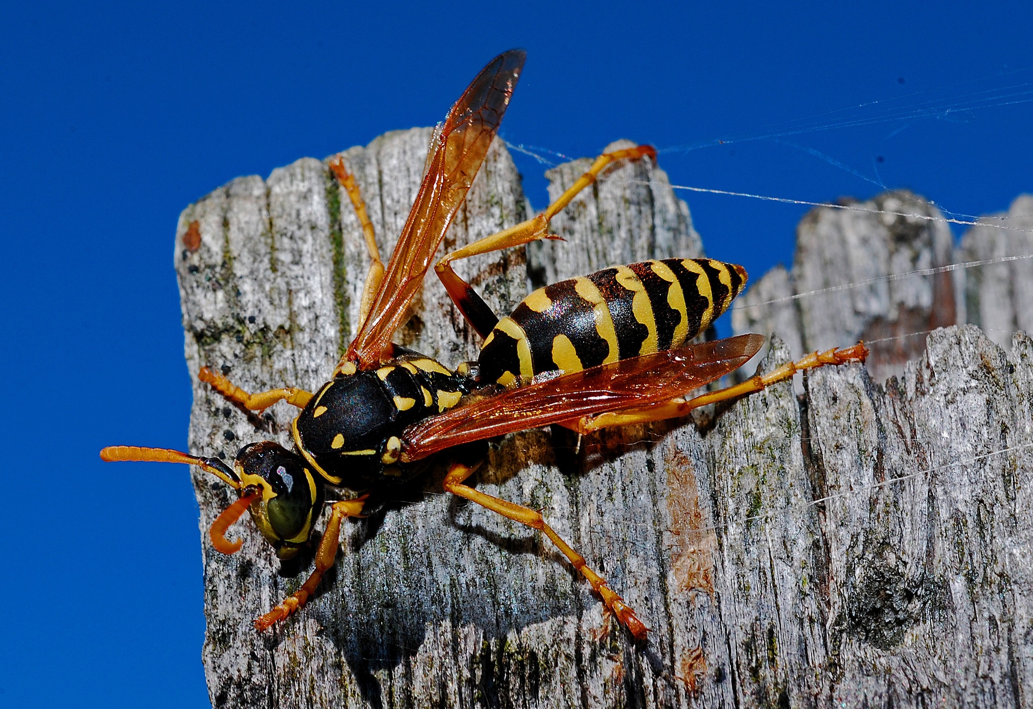 Hornet – biological solar battery - Informative, Insects