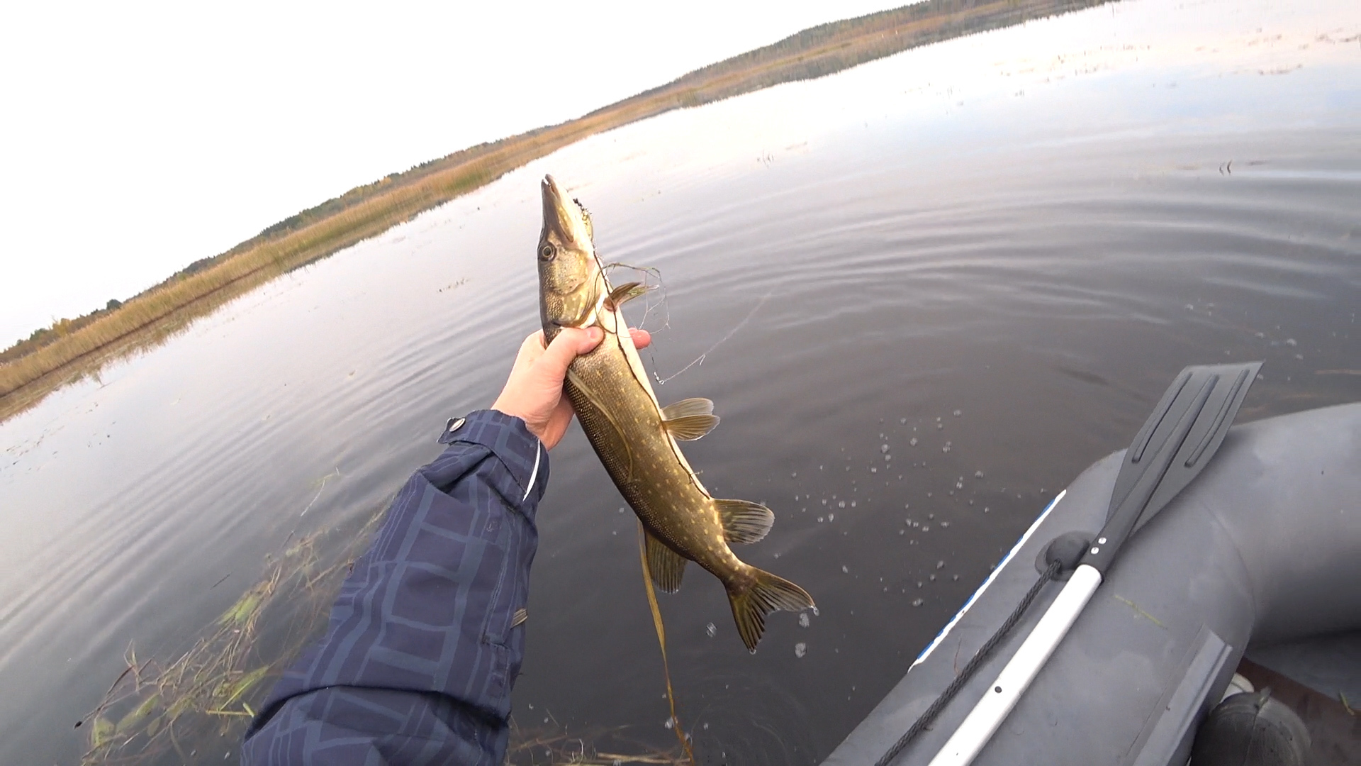 Pike fishing in October - My, Pike, Spinning, Autumn, Fishing, Longpost