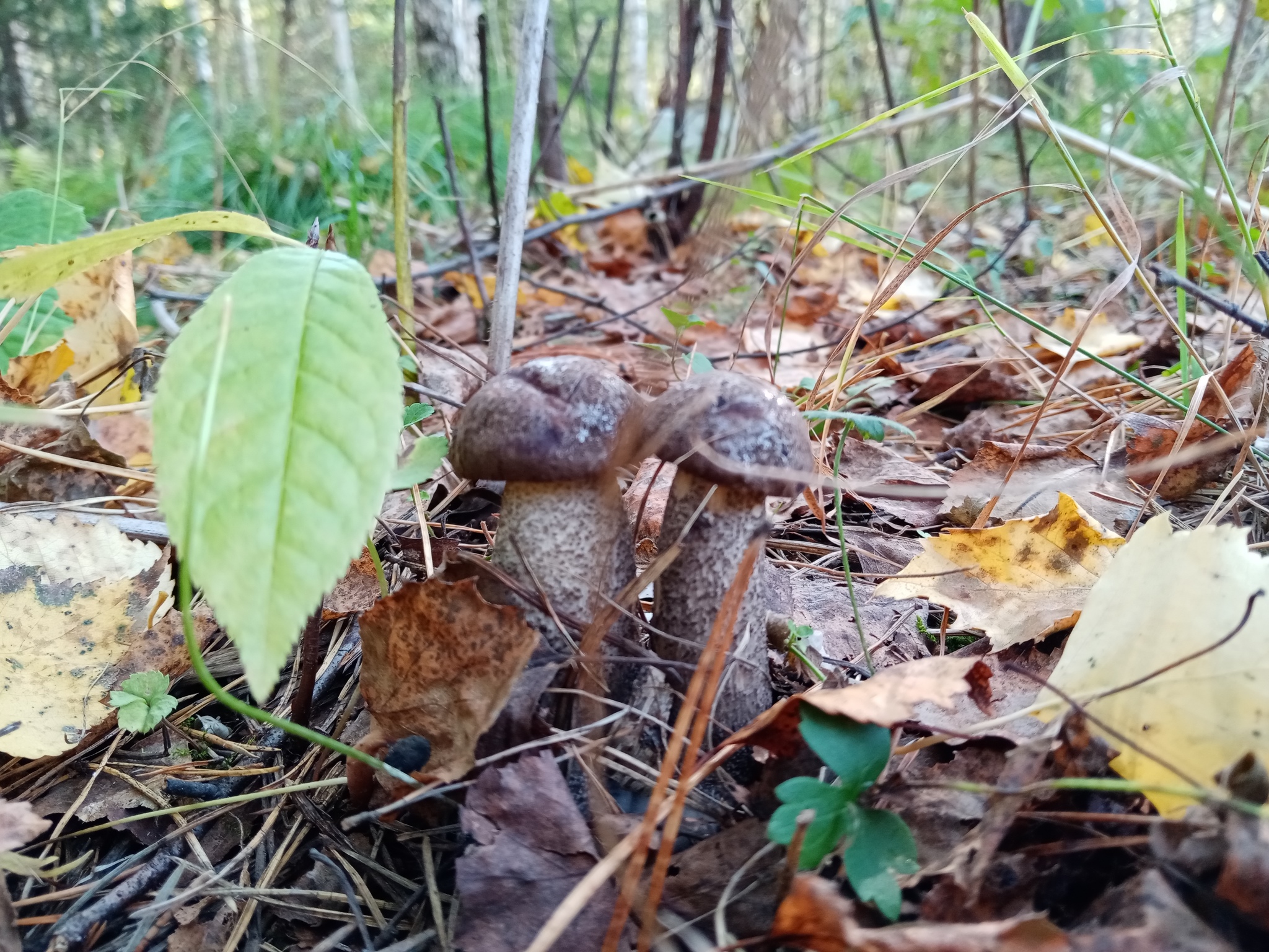 Summer hunt - Mushrooms, Silent hunt, Longpost