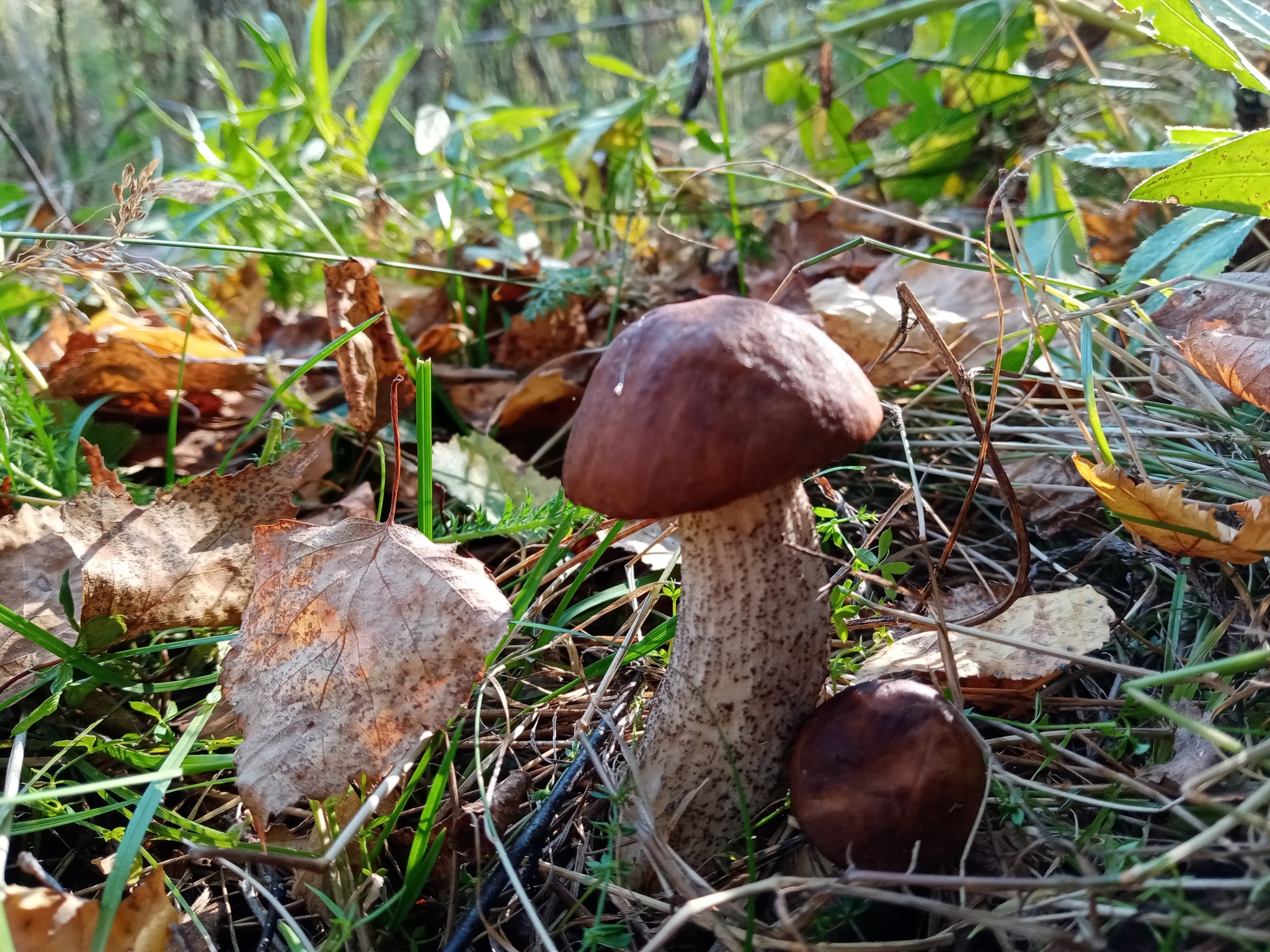 Summer hunt - Mushrooms, Silent hunt, Longpost