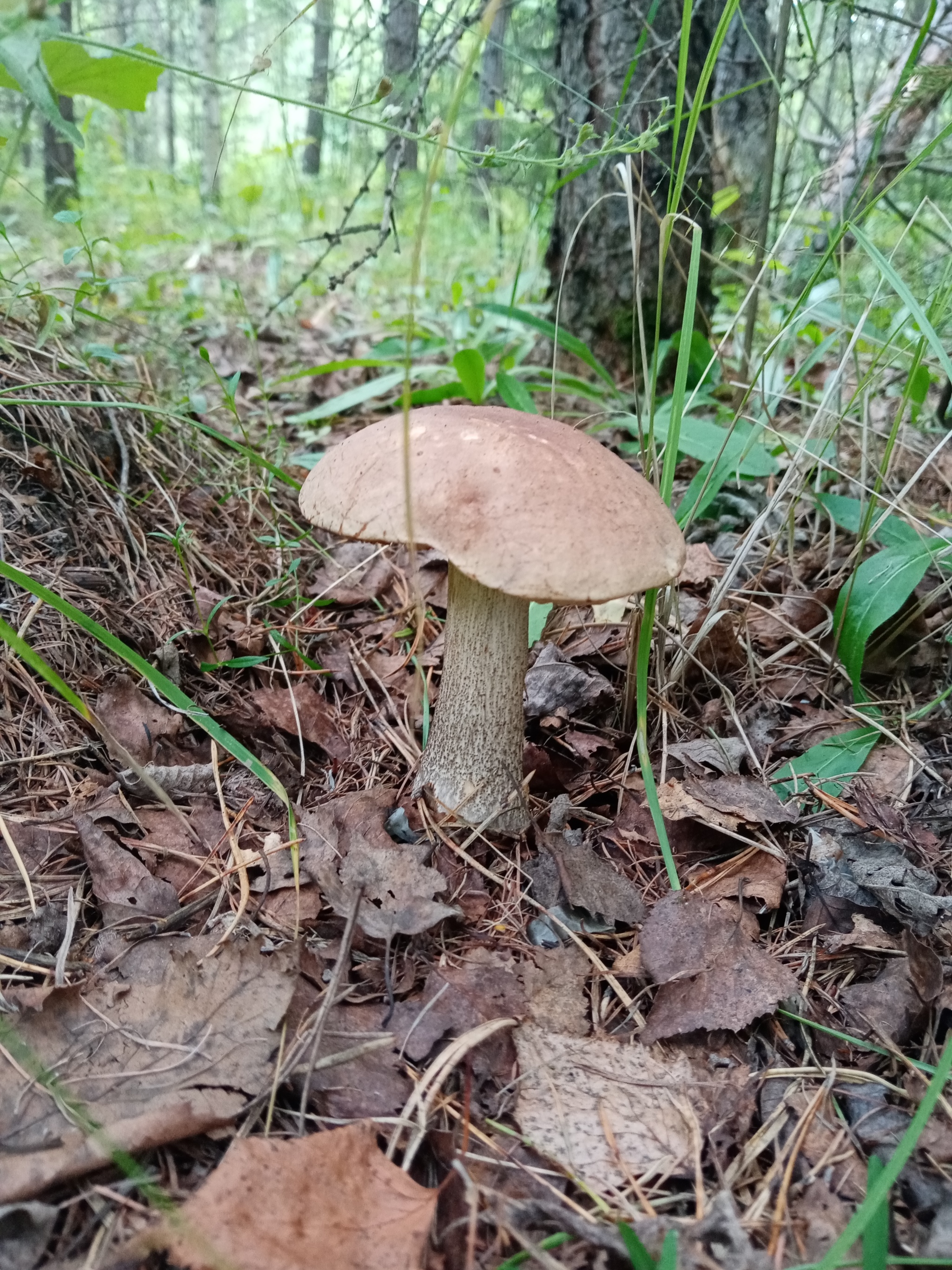 Summer hunt - Mushrooms, Silent hunt, Longpost