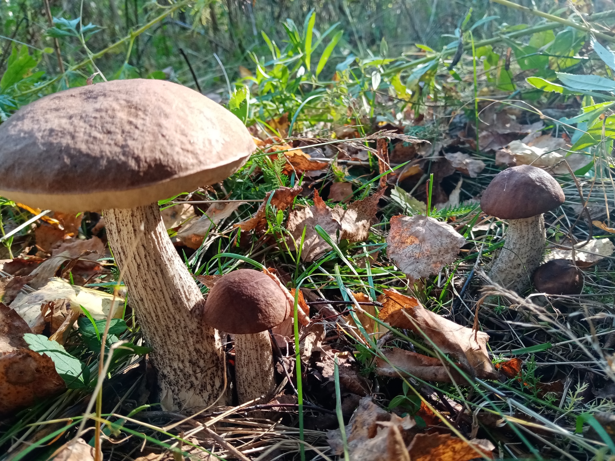 Summer hunt - Mushrooms, Silent hunt, Longpost