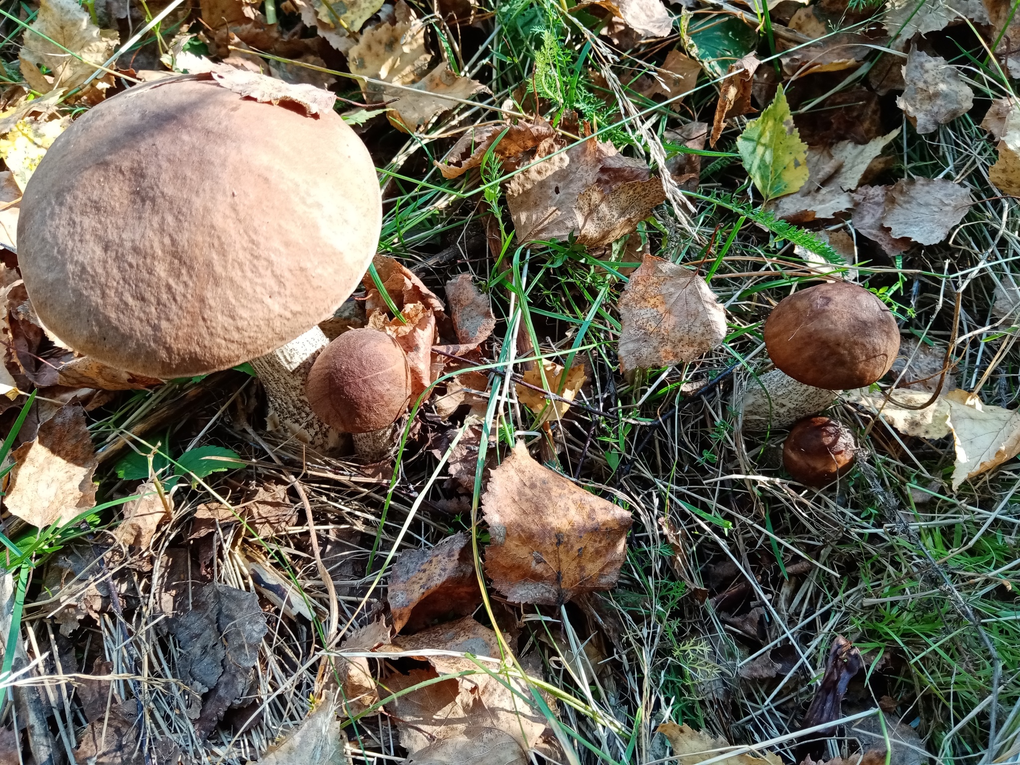 Summer hunt - Mushrooms, Silent hunt, Longpost