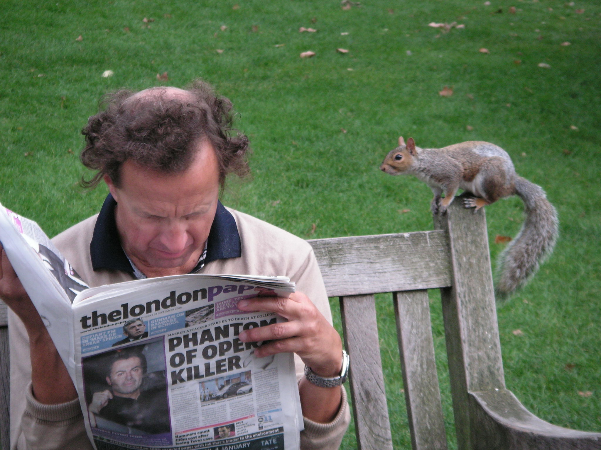 Squirrel reading a newspaper - My, Squirrel, London, The photo, The park