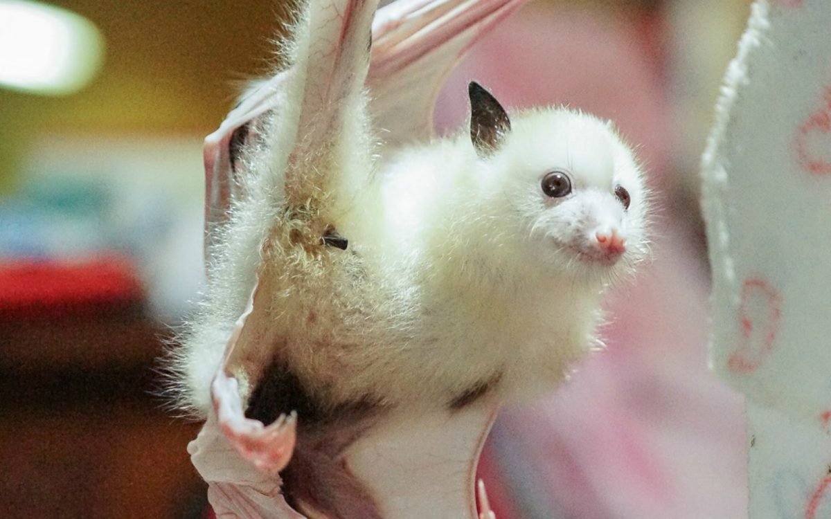 Nature surprises. White flying fox, possum-like - Animals, Milota, Longpost, Bats