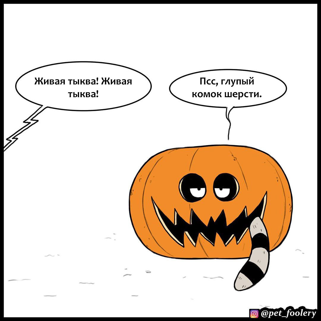 Live pumpkin - Comics, Animals, Humor, Longpost, Pumpkin, Brutus and Pixie, Pet foolery