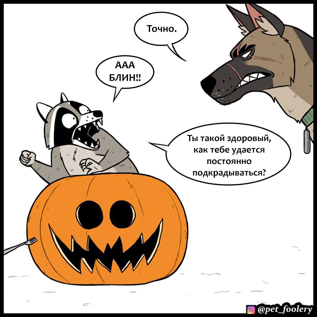 Live pumpkin - Comics, Animals, Humor, Longpost, Pumpkin, Brutus and Pixie, Pet foolery