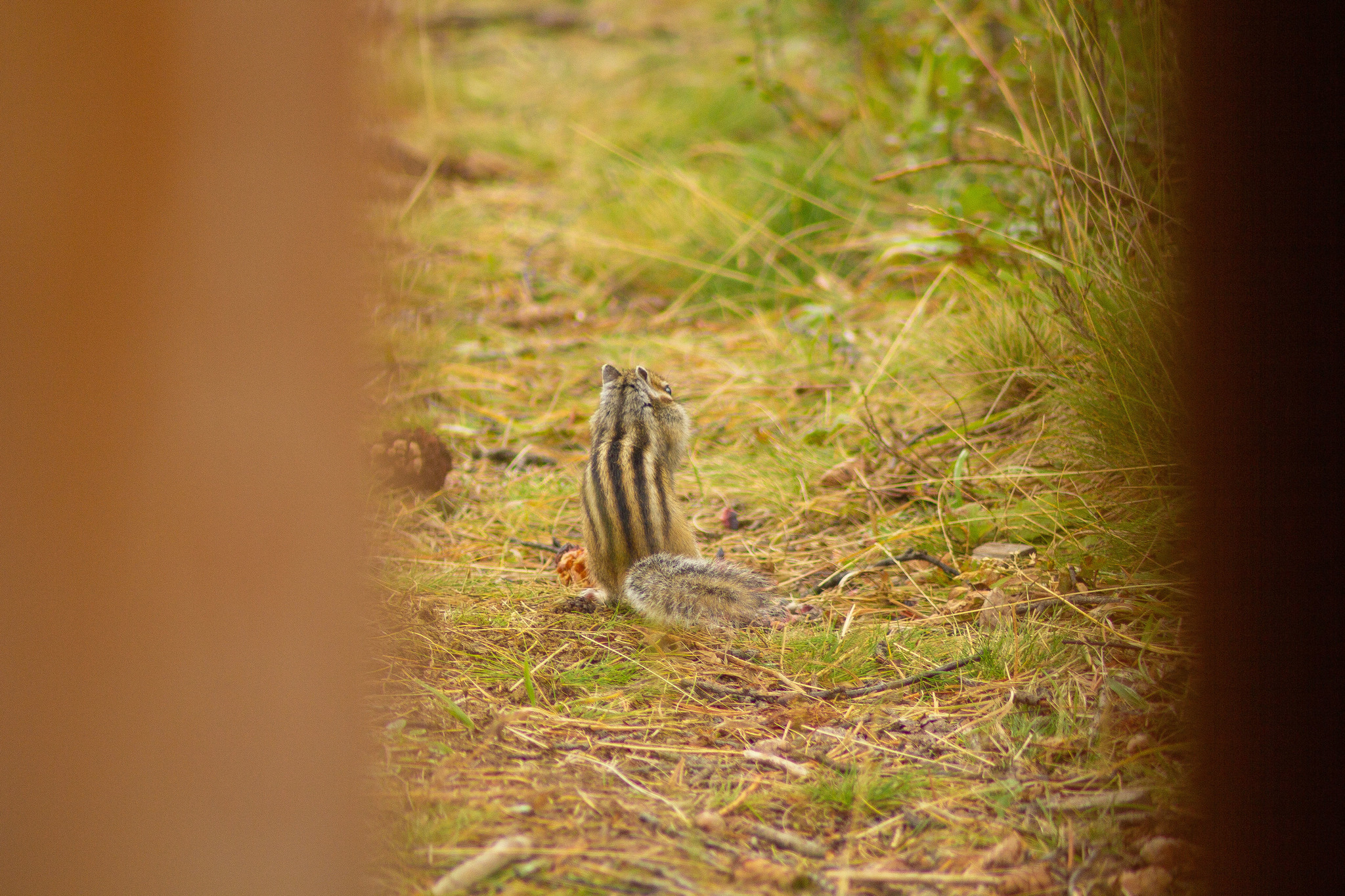 Yes, you can see your cheeks from behind your back! - My, Chipmunk, Cheeks, Dinner, Cones, Animals