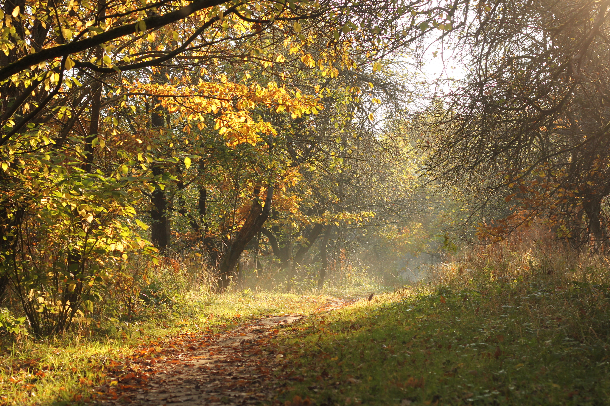 Elven forests of Moscow - My, Autumn, The park, Bitsevsky Park, Moscow, Elves, Lorien, Rivendell, October, The photo, Without processing, Longpost