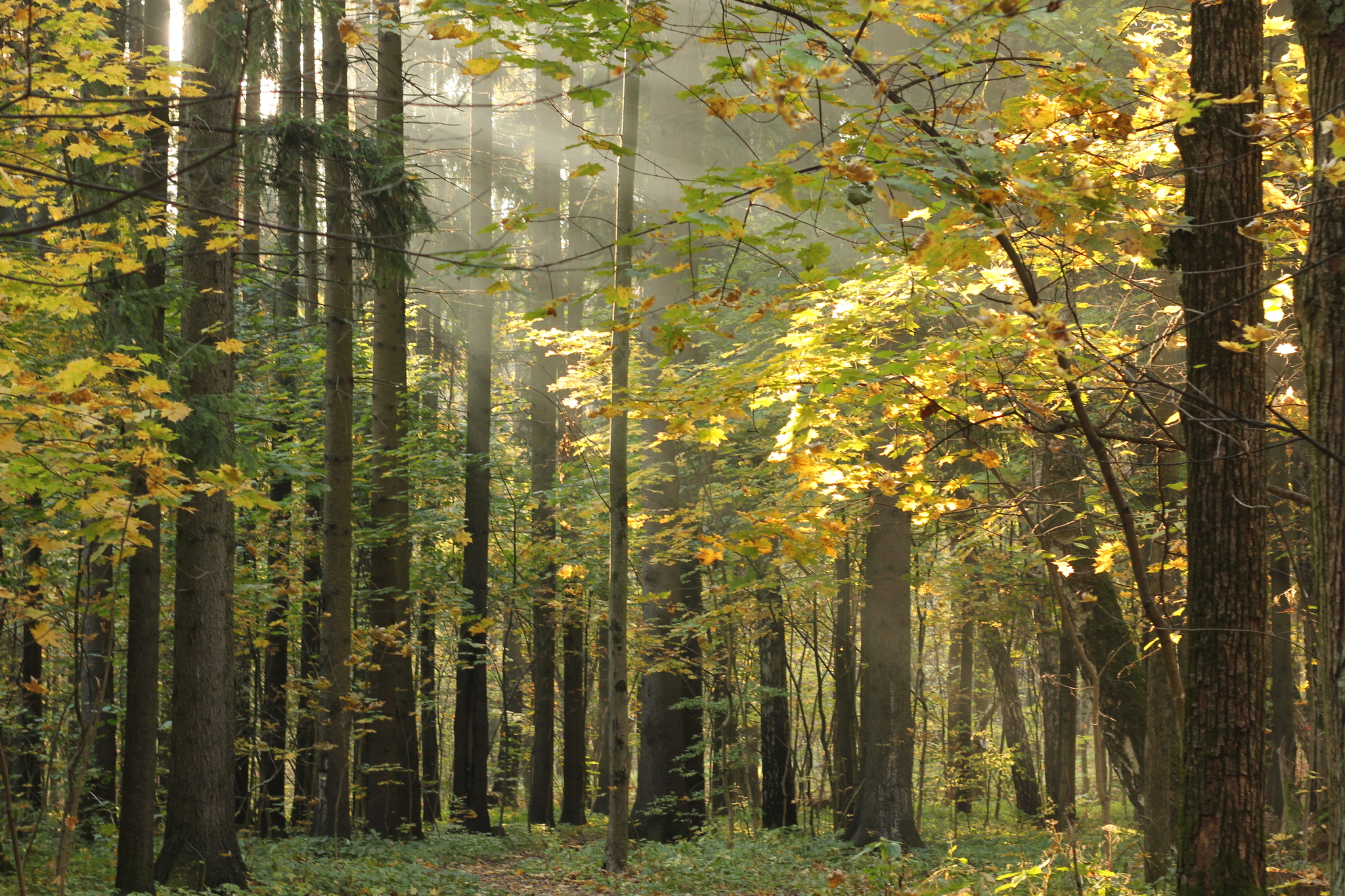 Elven forests of Moscow - My, Autumn, The park, Bitsevsky Park, Moscow, Elves, Lorien, Rivendell, October, The photo, Without processing, Longpost