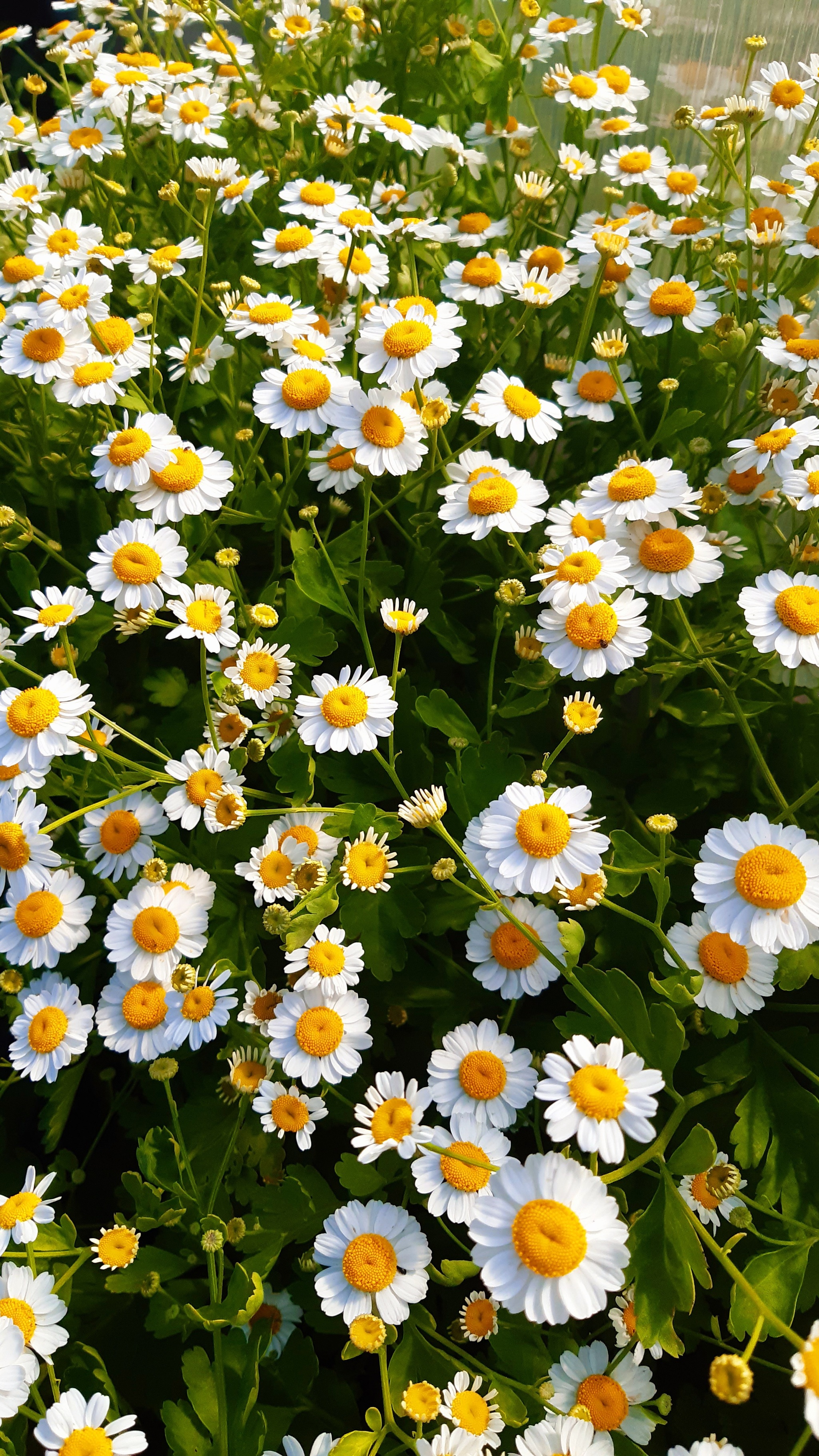 Mobile photography. Daisies - My, Mobile photography, Wallpaper, Chamomile