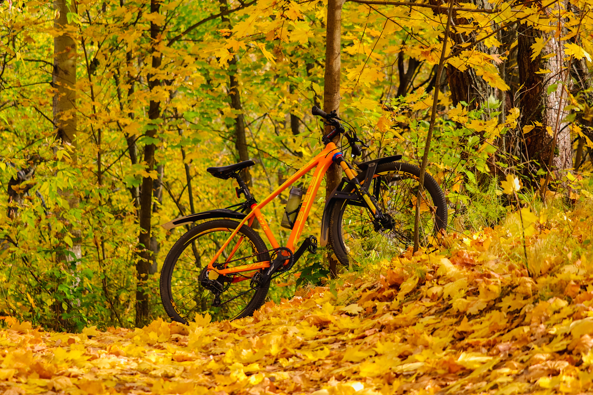 Cycling - My, The photo, A bike, Nature, Longpost