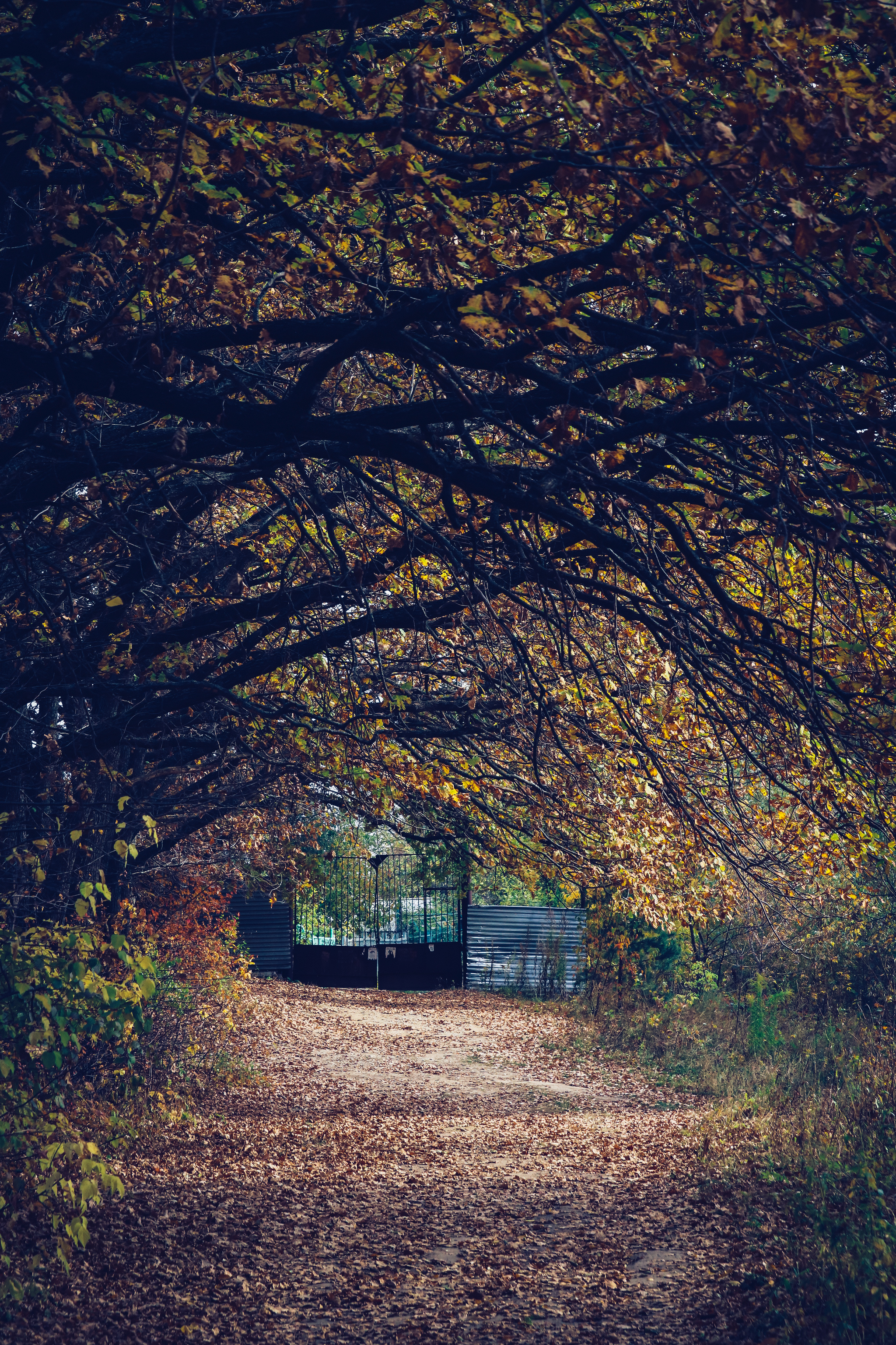 Cycling - My, The photo, A bike, Nature, Longpost