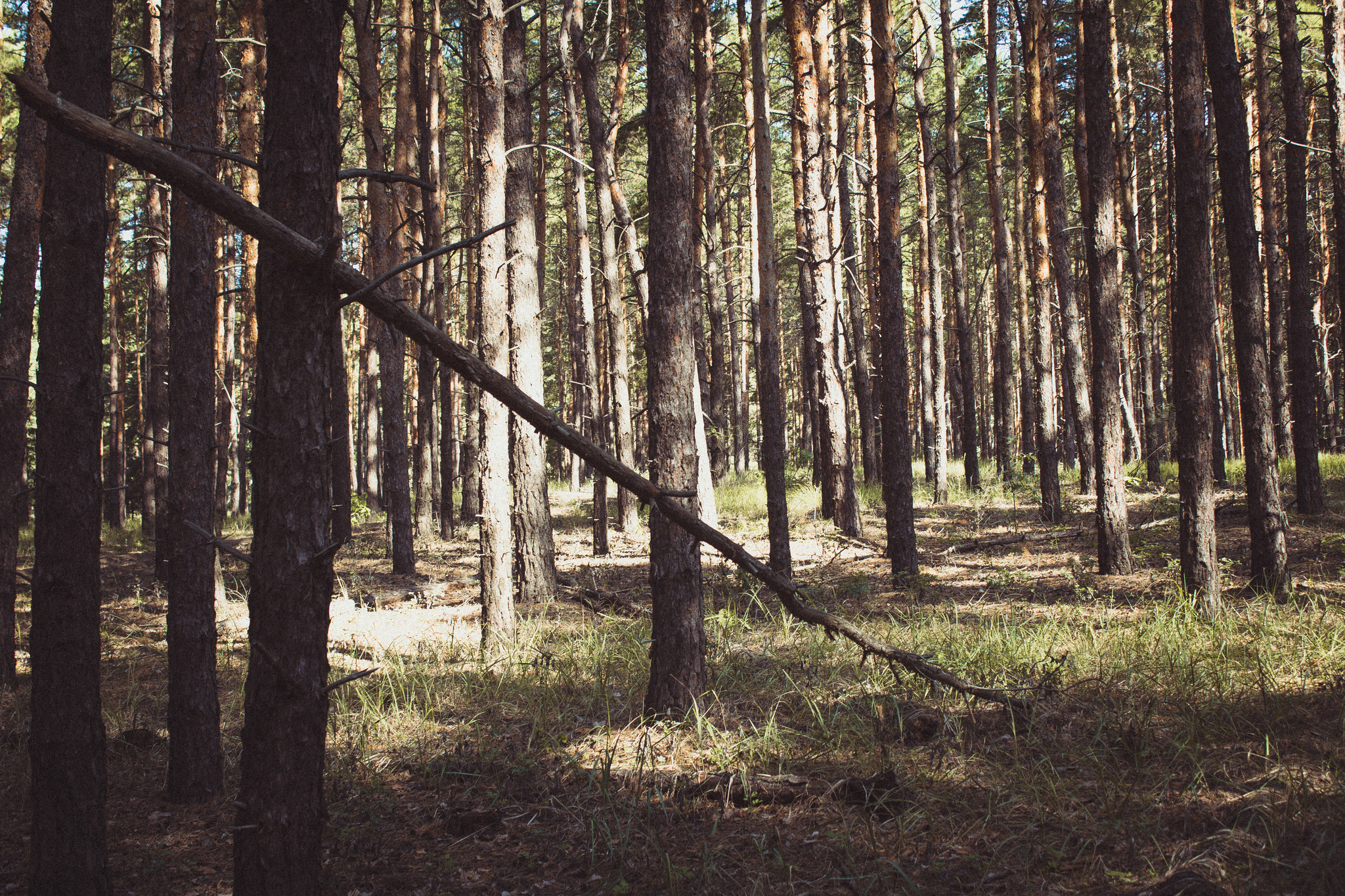 For mushrooms - My, Canon 600D, Forest, Mushrooms, Longpost