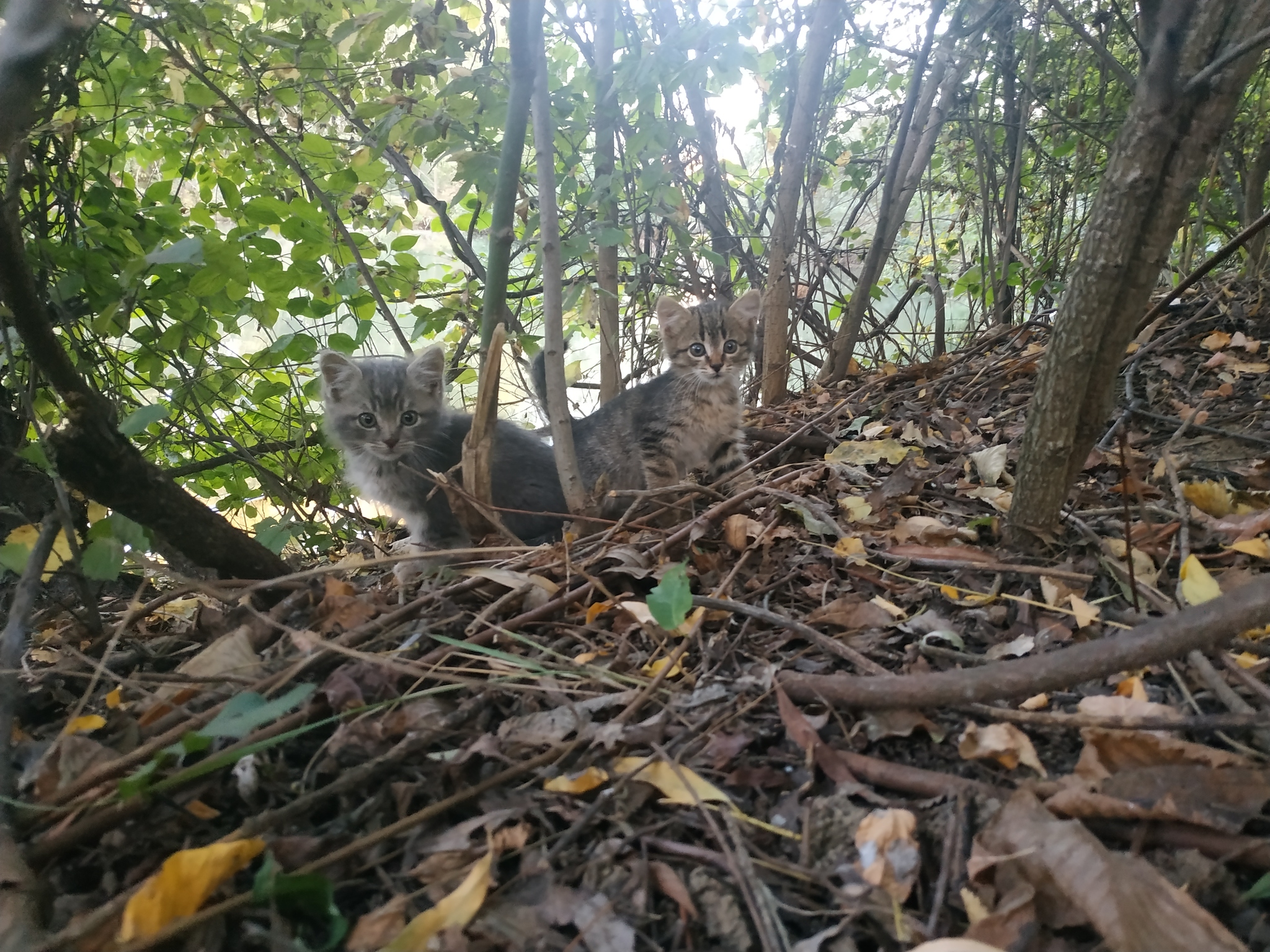 Three kittens abandoned in a Krasnodar park are looking for a home - My, Krasnodar, Animal shelter, Shelter, Kittens, Video, Longpost, cat, In good hands, No rating